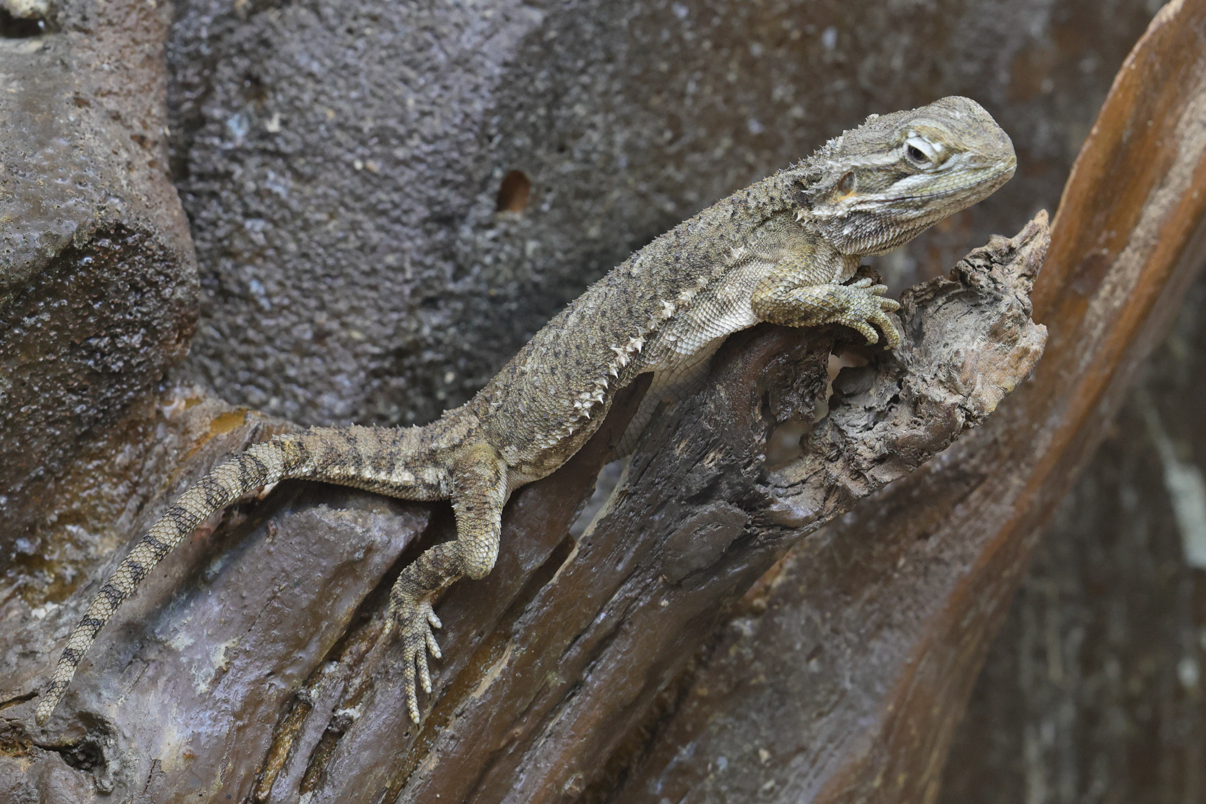 pogona_henrylawsoni1md