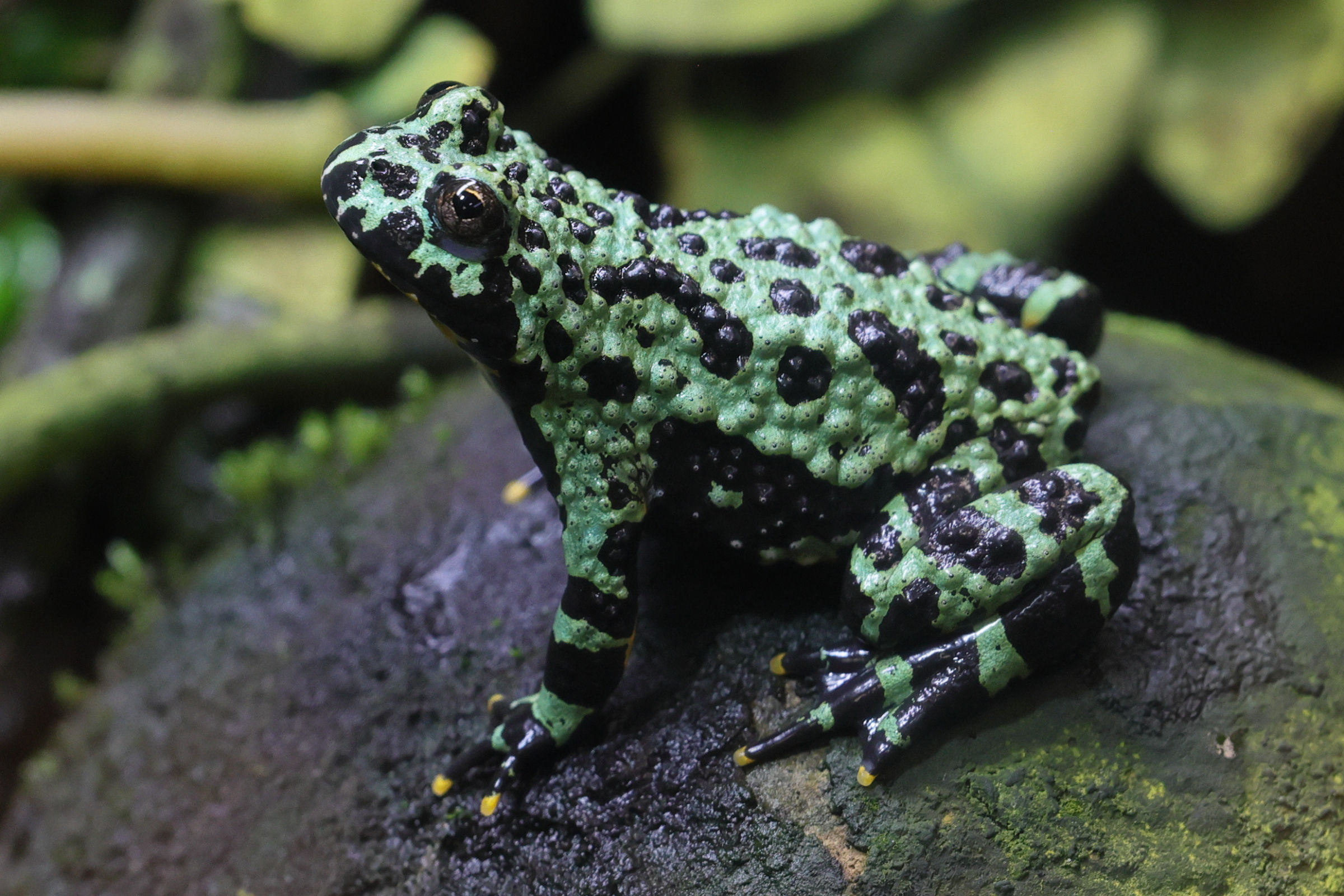 theloderma_corticale1md