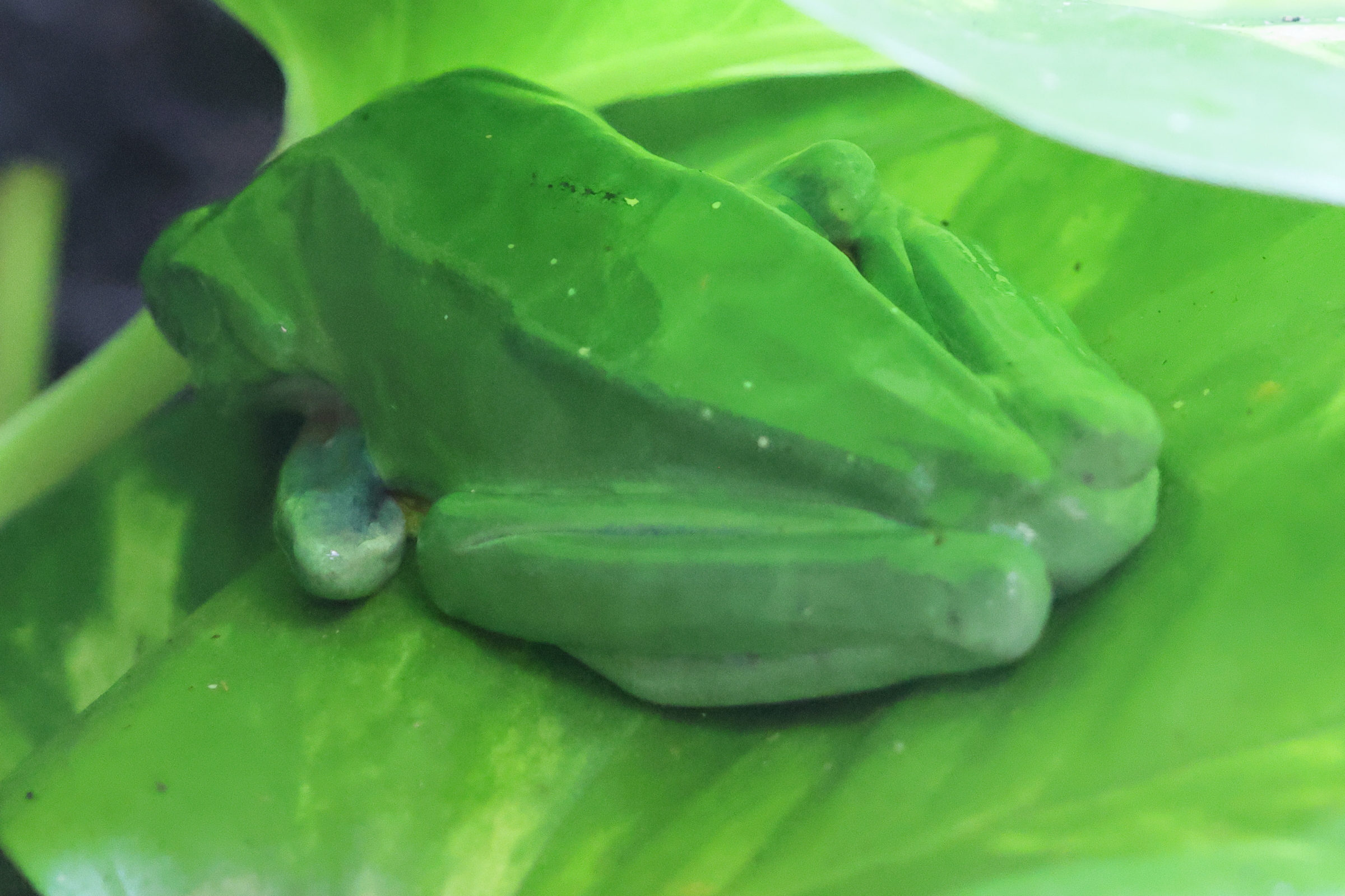 agalychnis_callidryas1bd