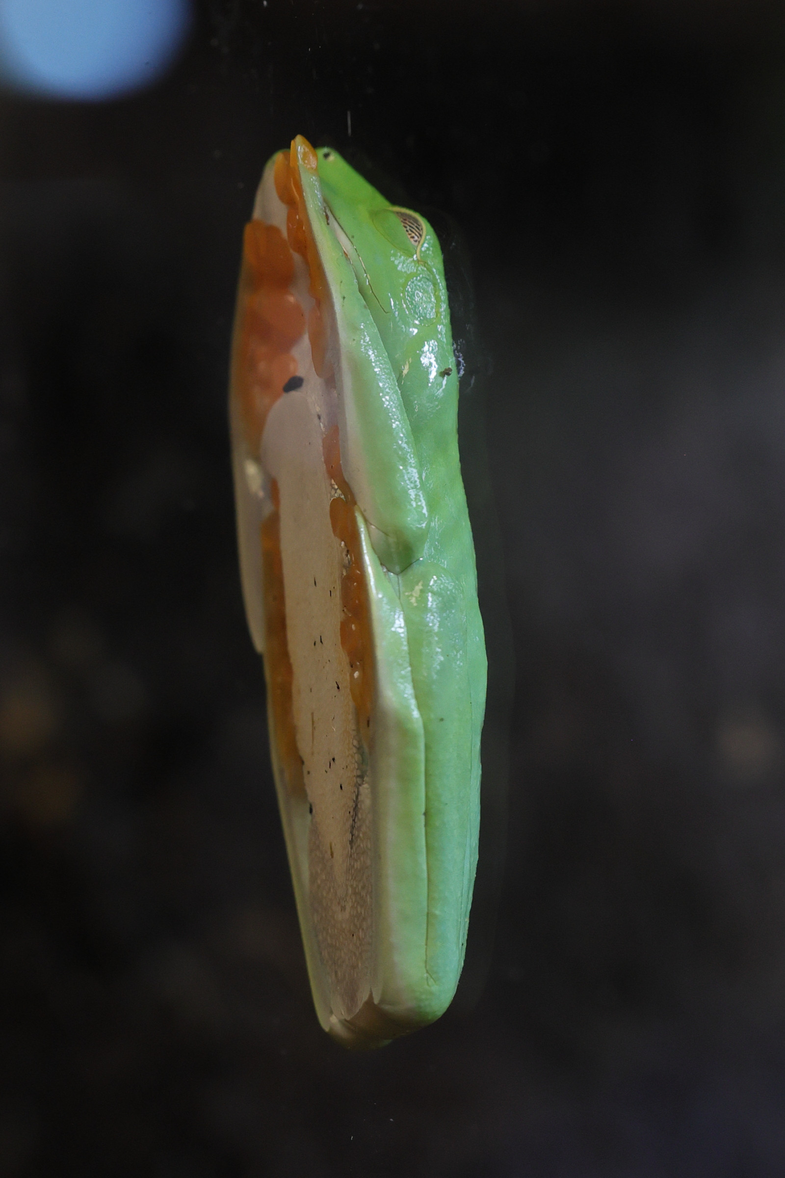 agalychnis_callidryas2md