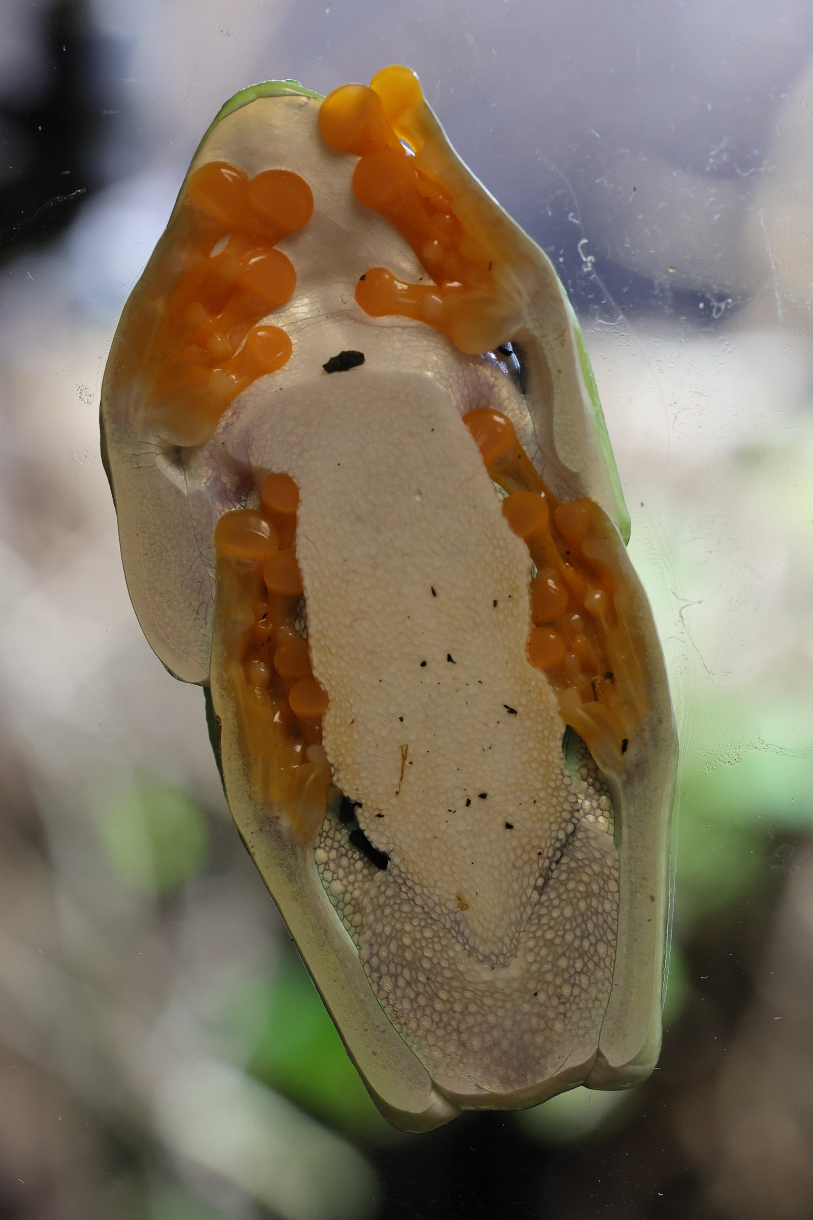 agalychnis_callidryas3md