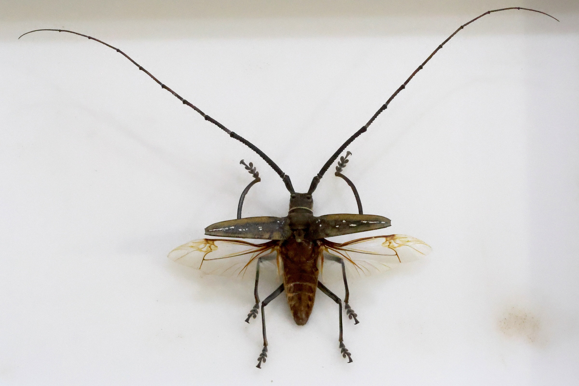 batocera_wallacei1bd