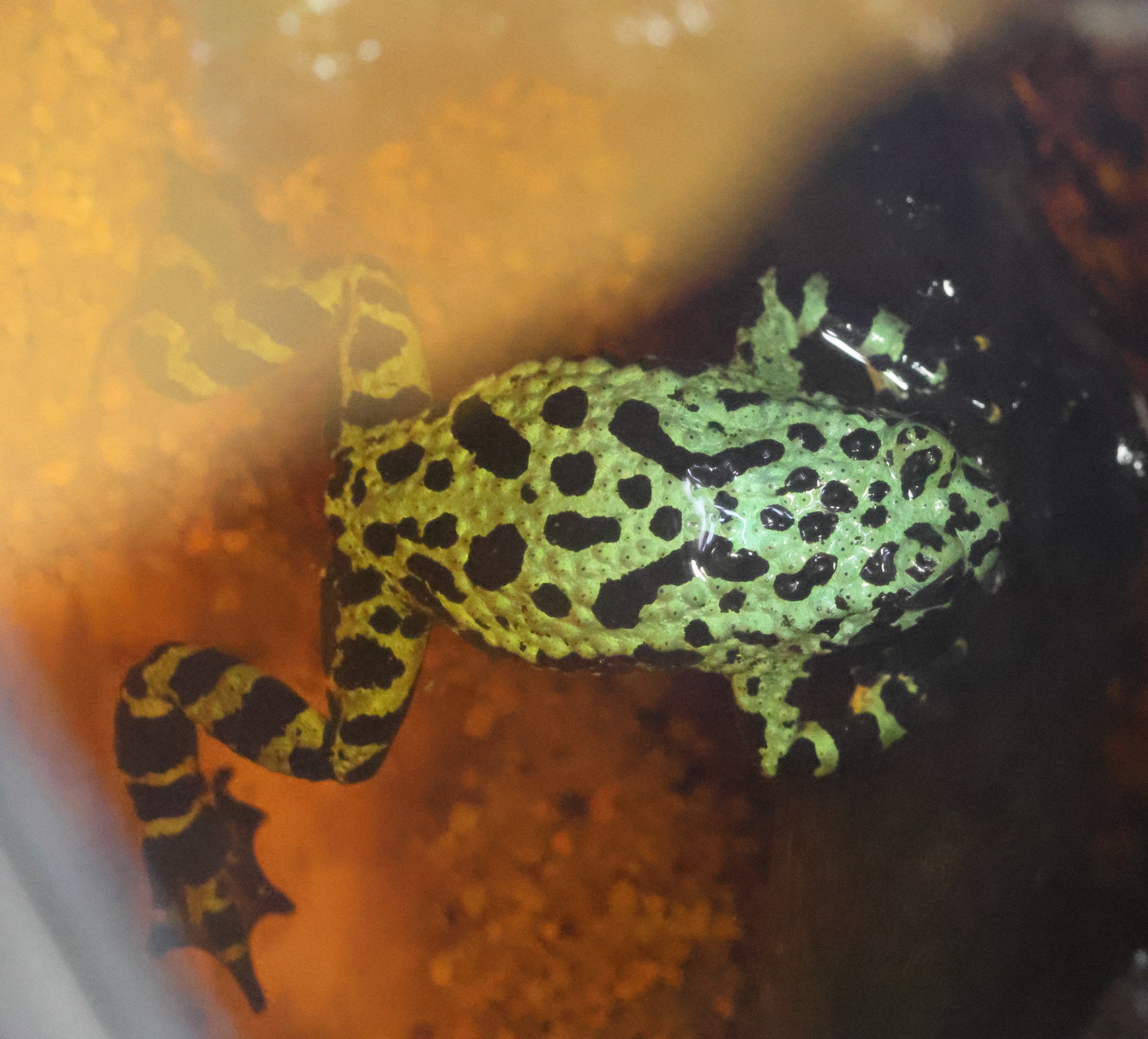 bombina_orientalis1bd