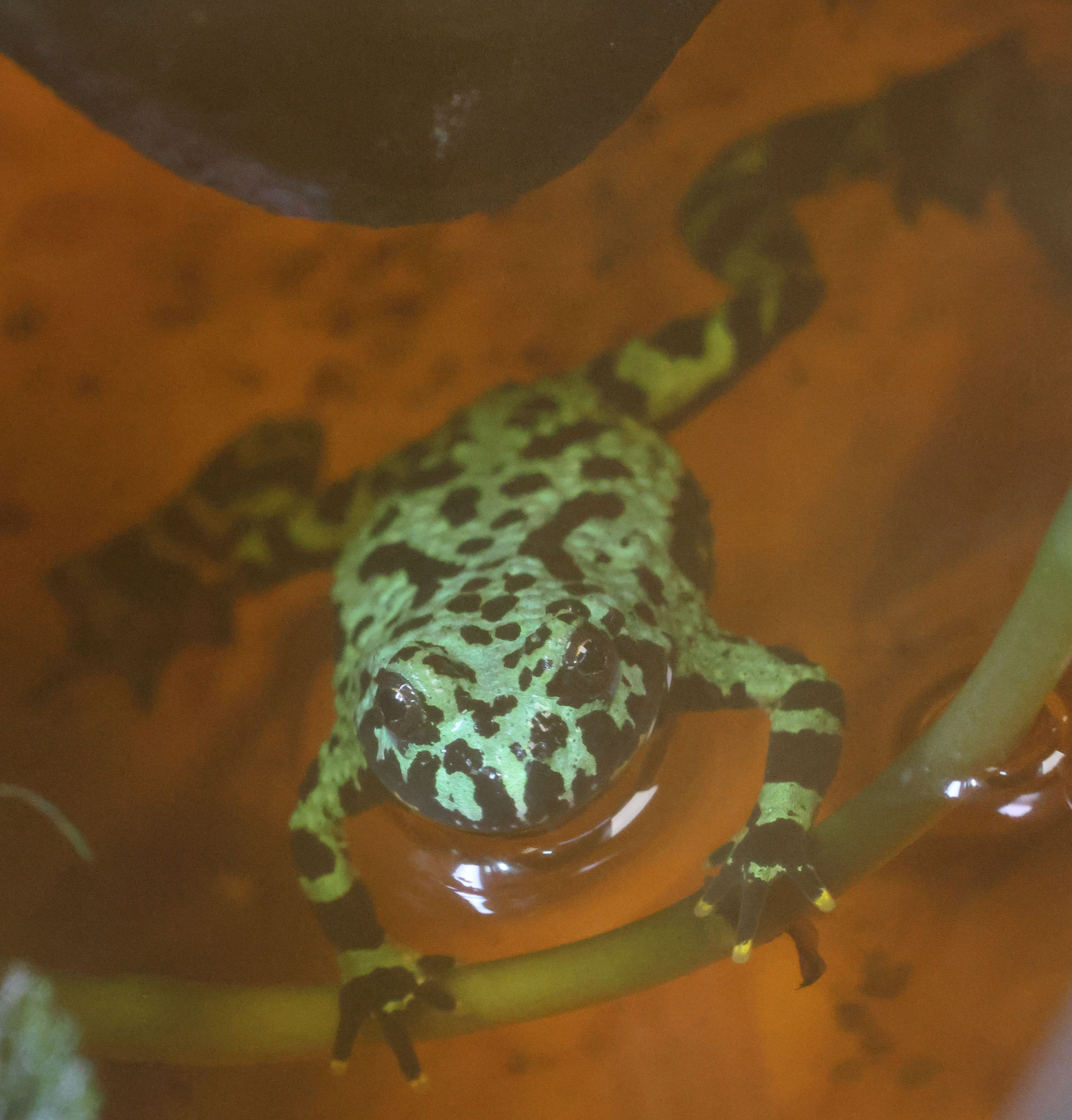 bombina_orientalis2bd