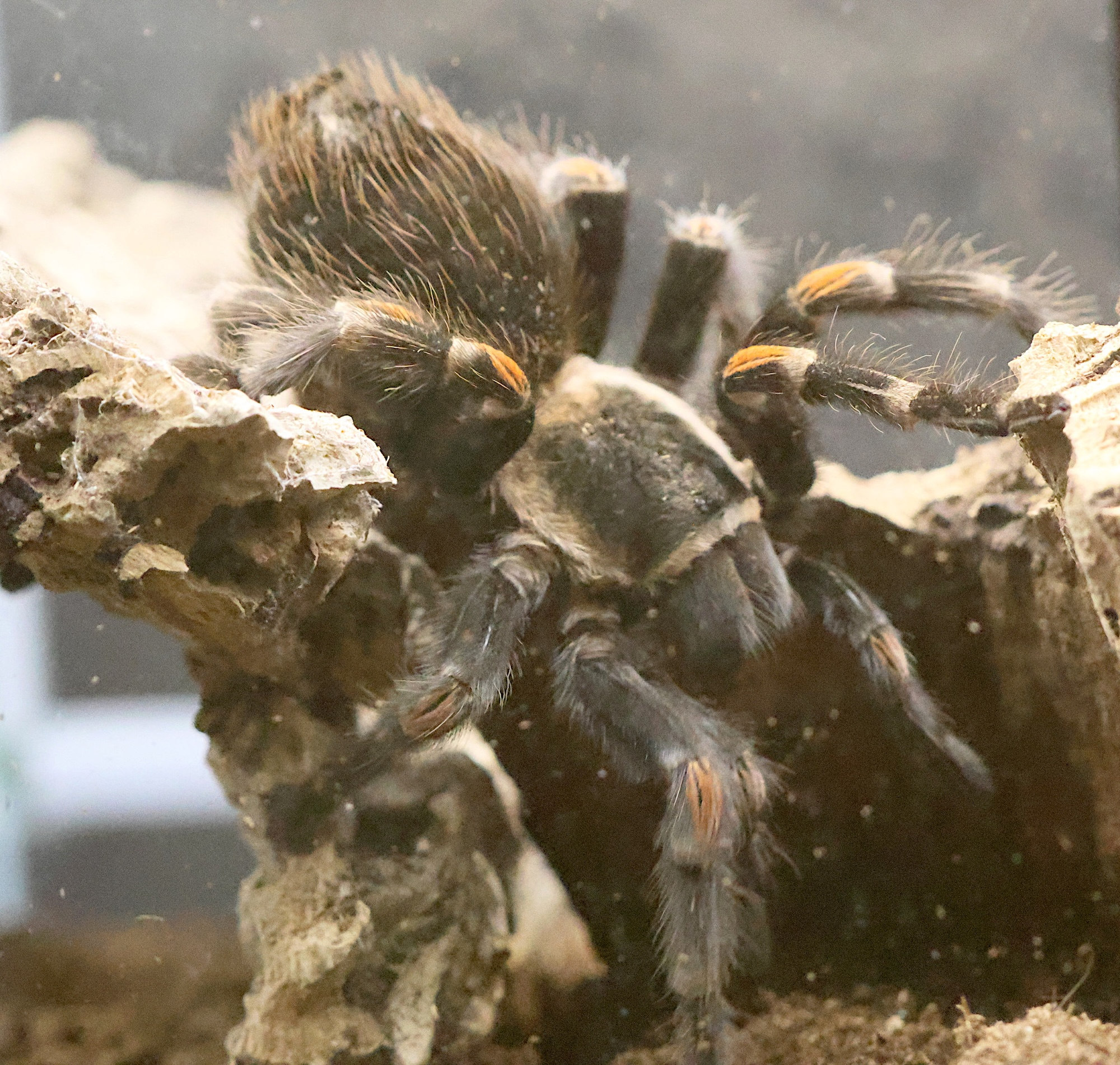 brachypelma_auratum2bd