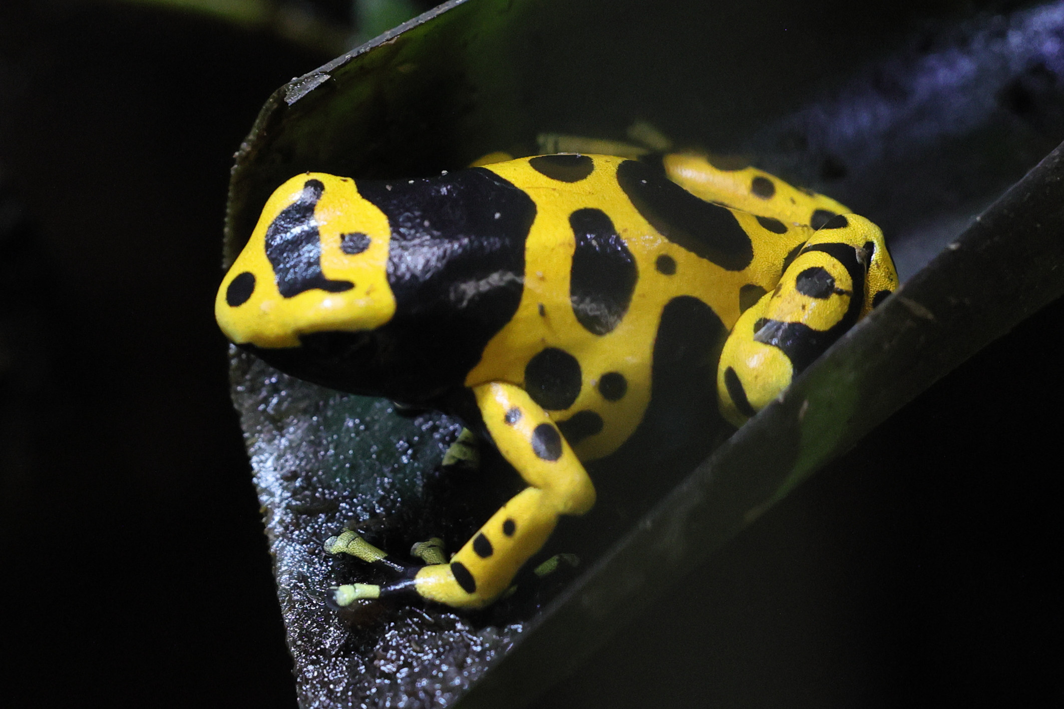 dendrobates_leucomelas3md