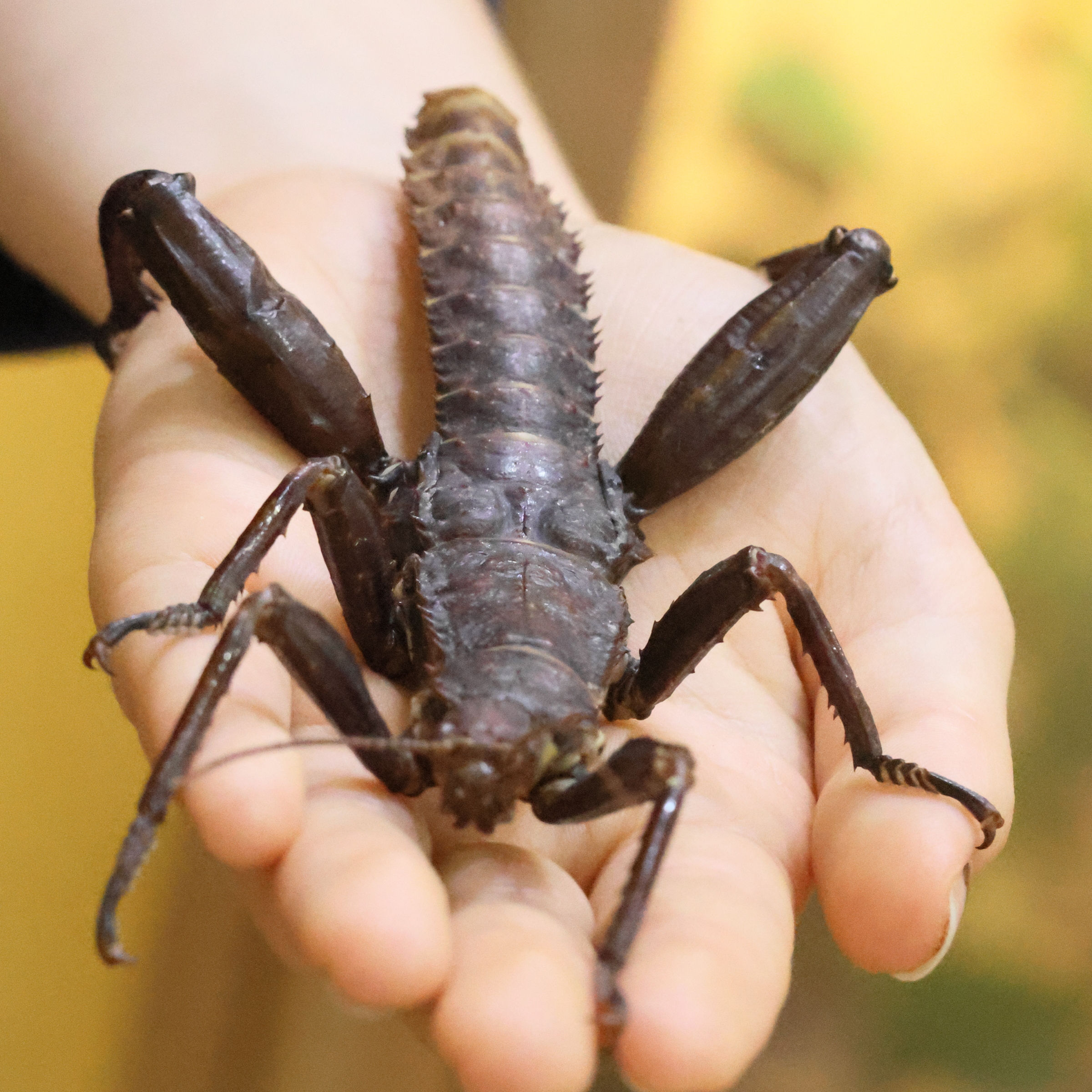 eurycantha_calcarata2bd