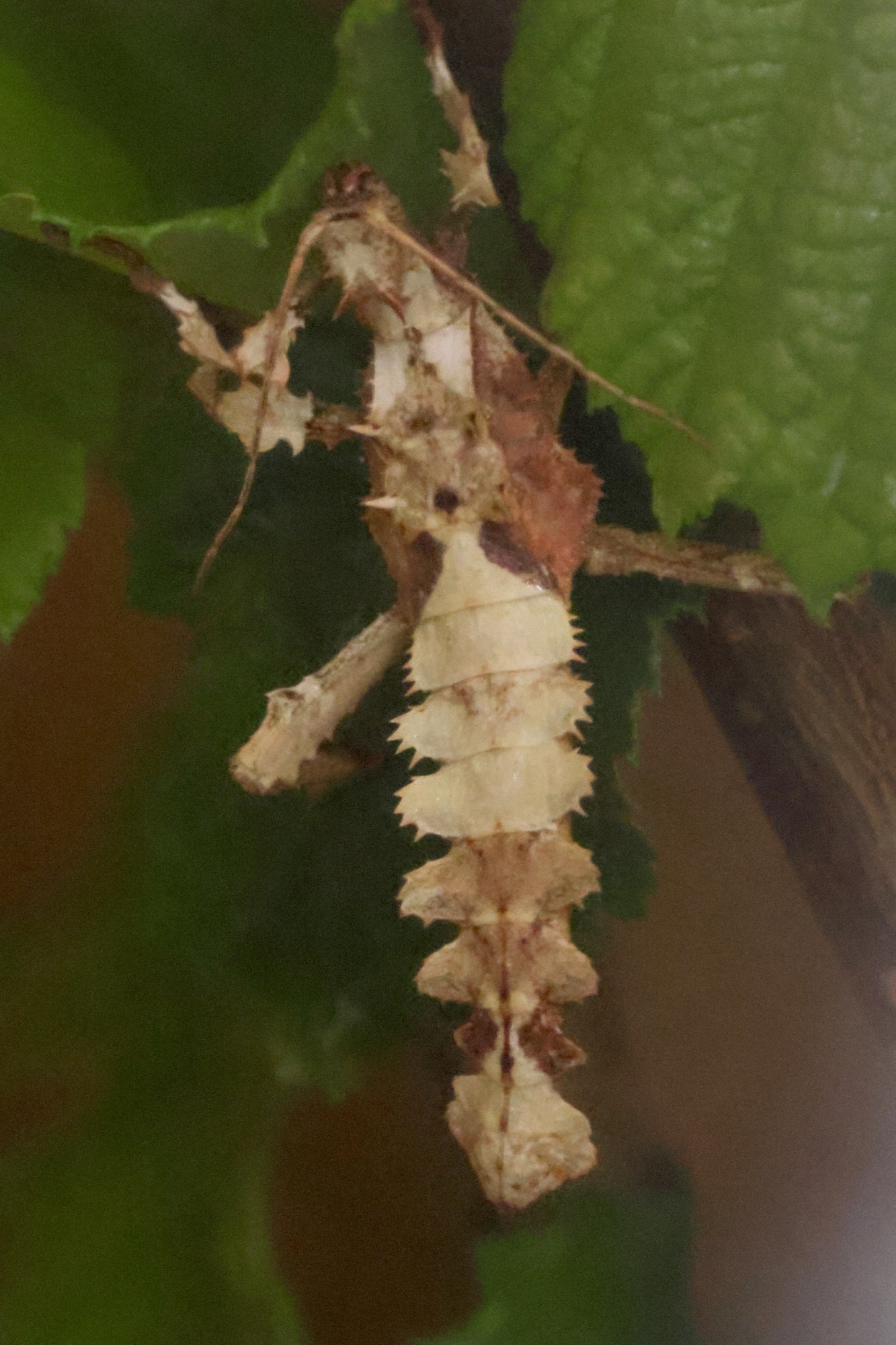 Afficher le média heteropteryx_dilatata_juv1bd heteropteryx_dilatata_juv1bd