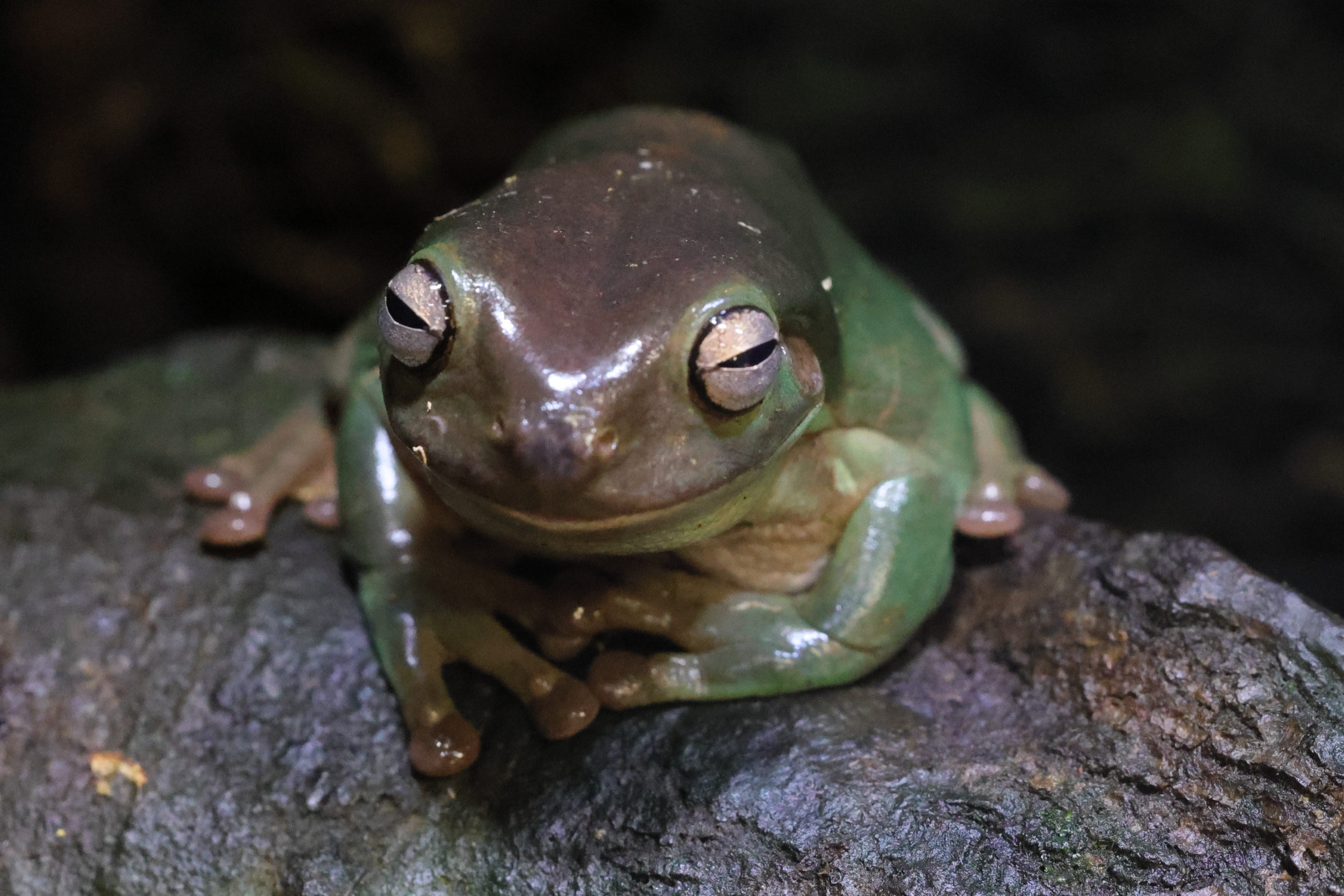 litoria_caerulea5md
