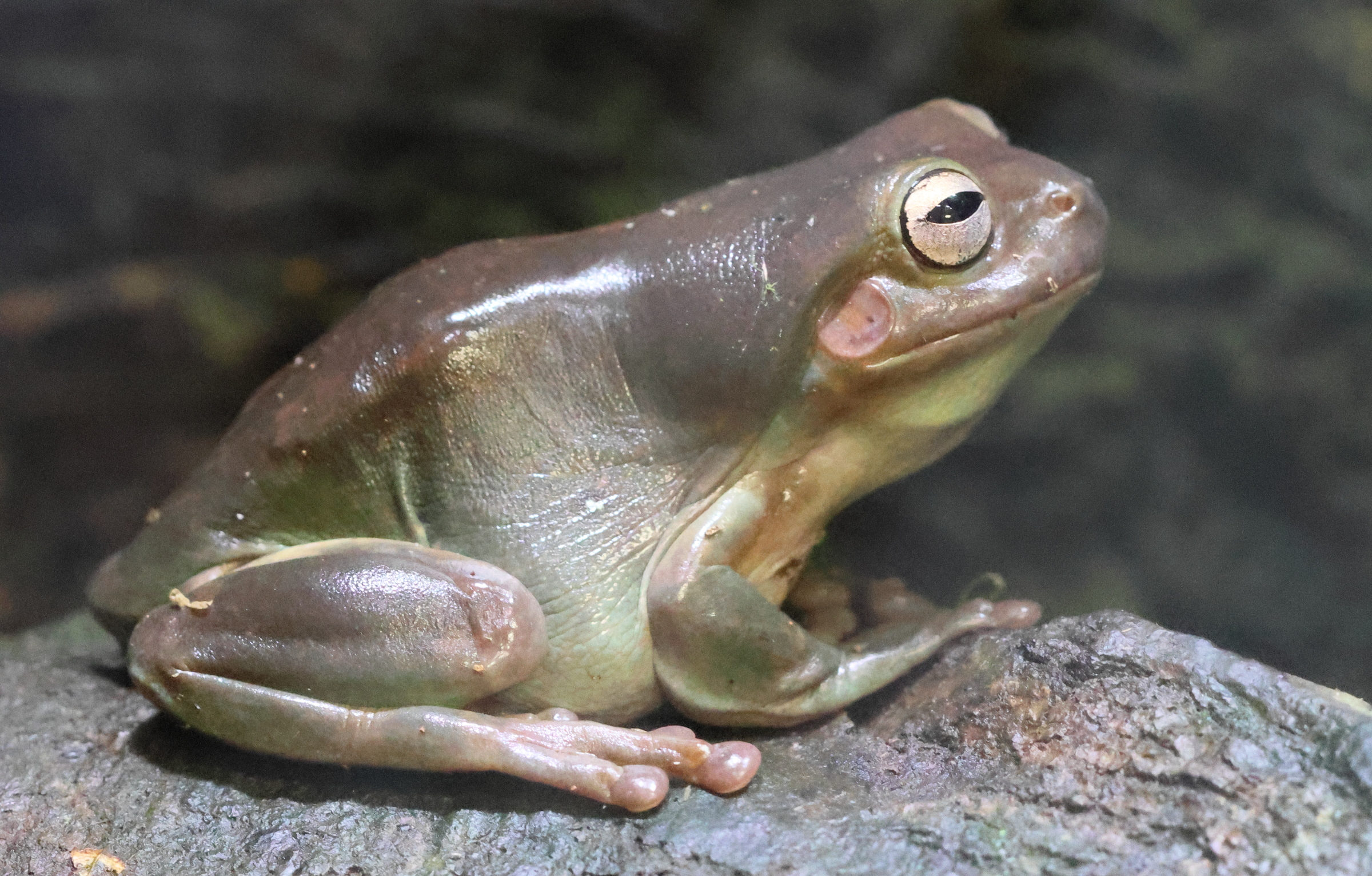litoria_caerulea6bd