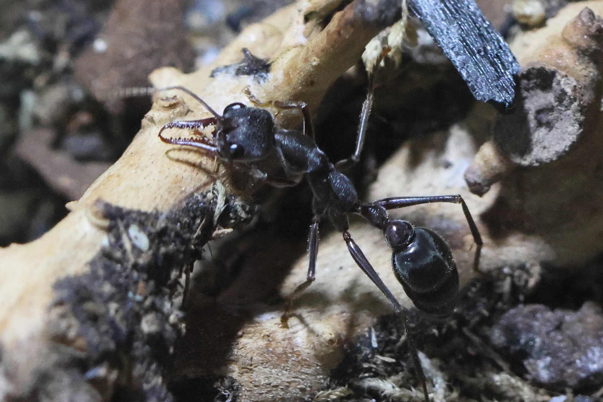 myrmecia_pyriformis1bd