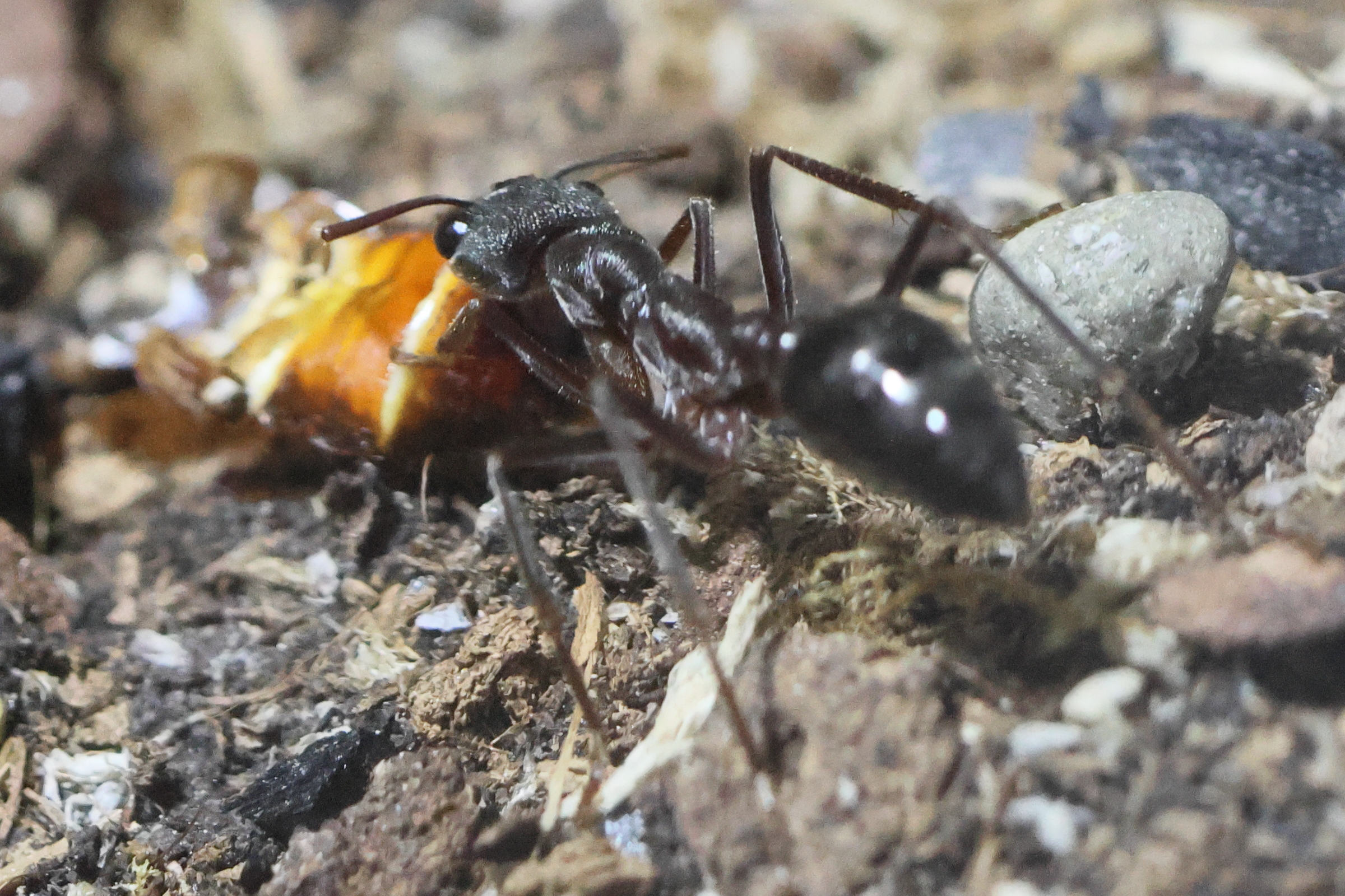 myrmecia_pyriformis2bd
