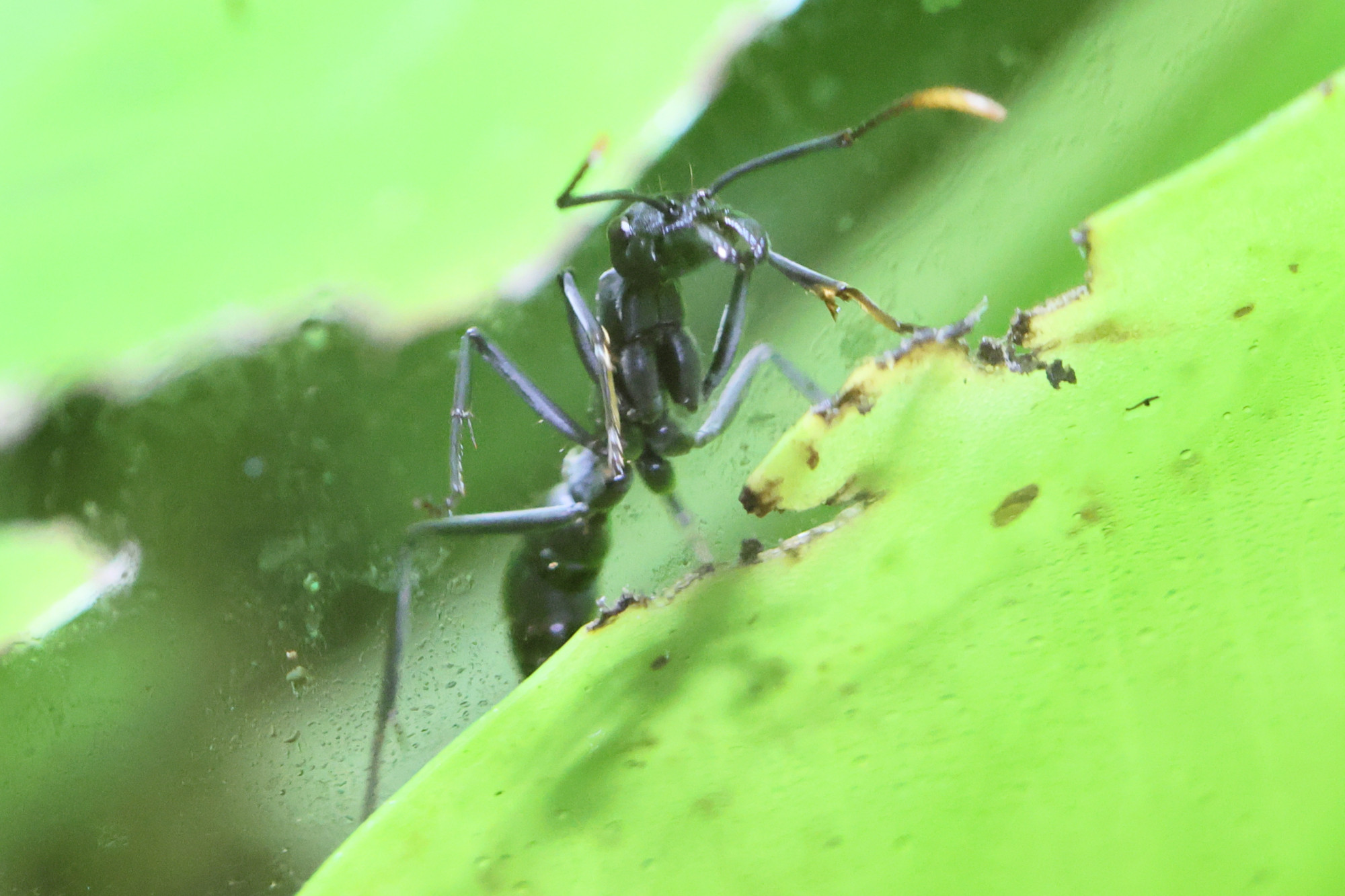 neoponera_apicalis2bd