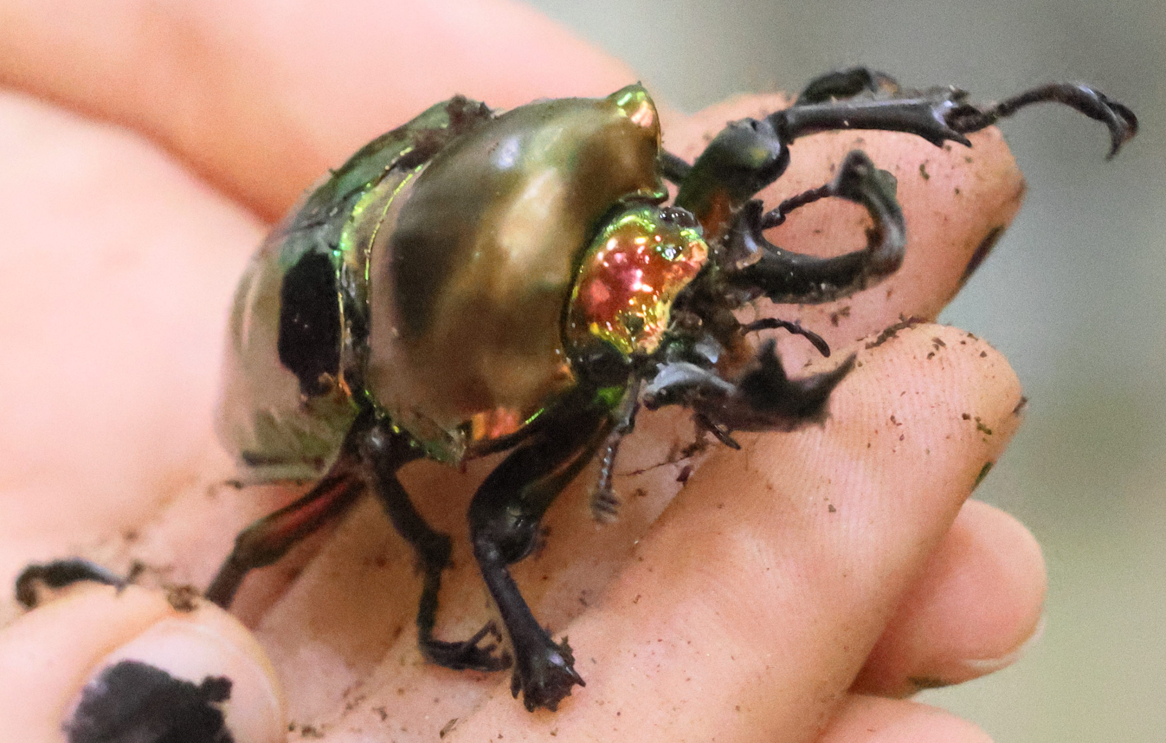 phalacrognathus_muelleri3bd