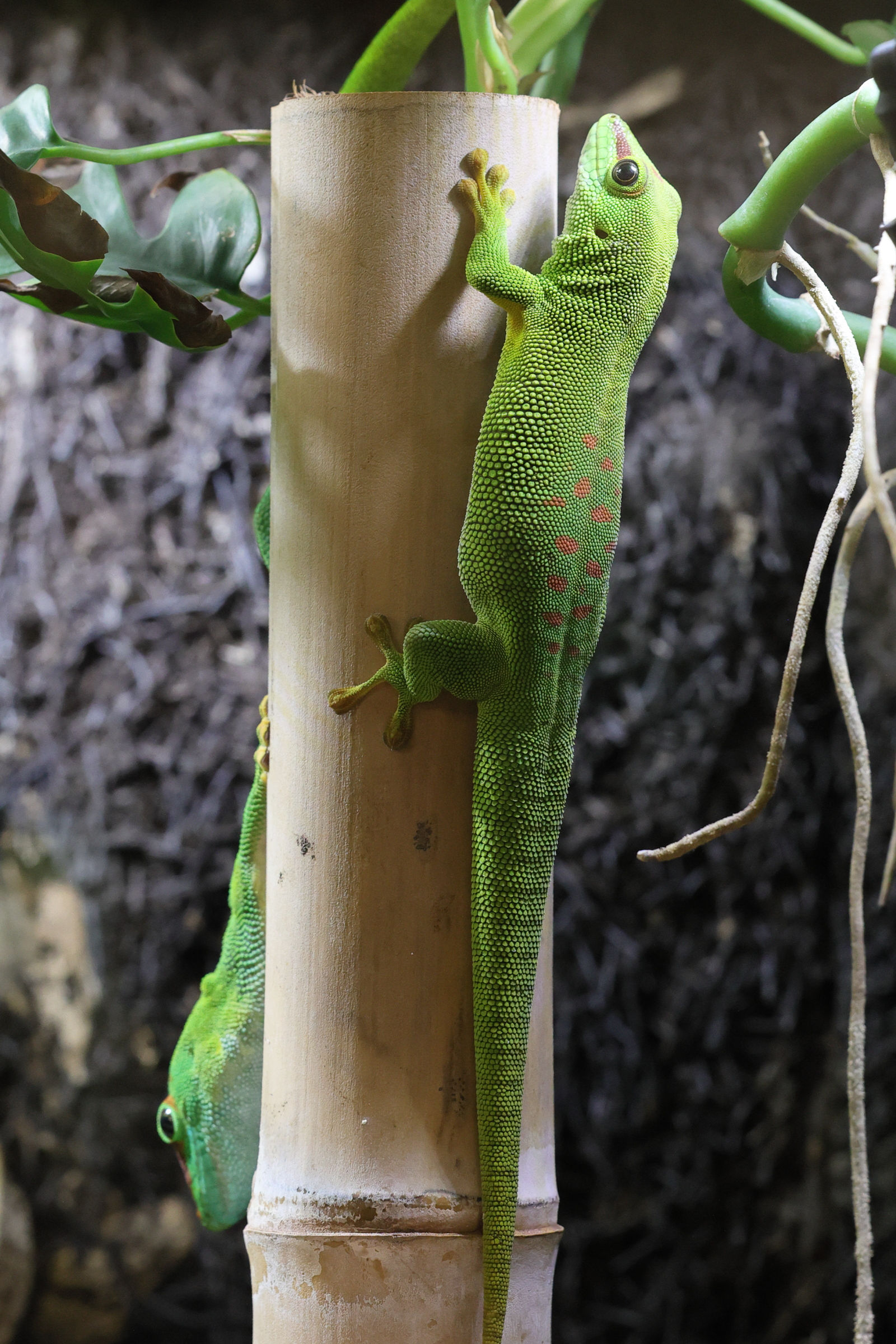 phelsuma_grandis4md