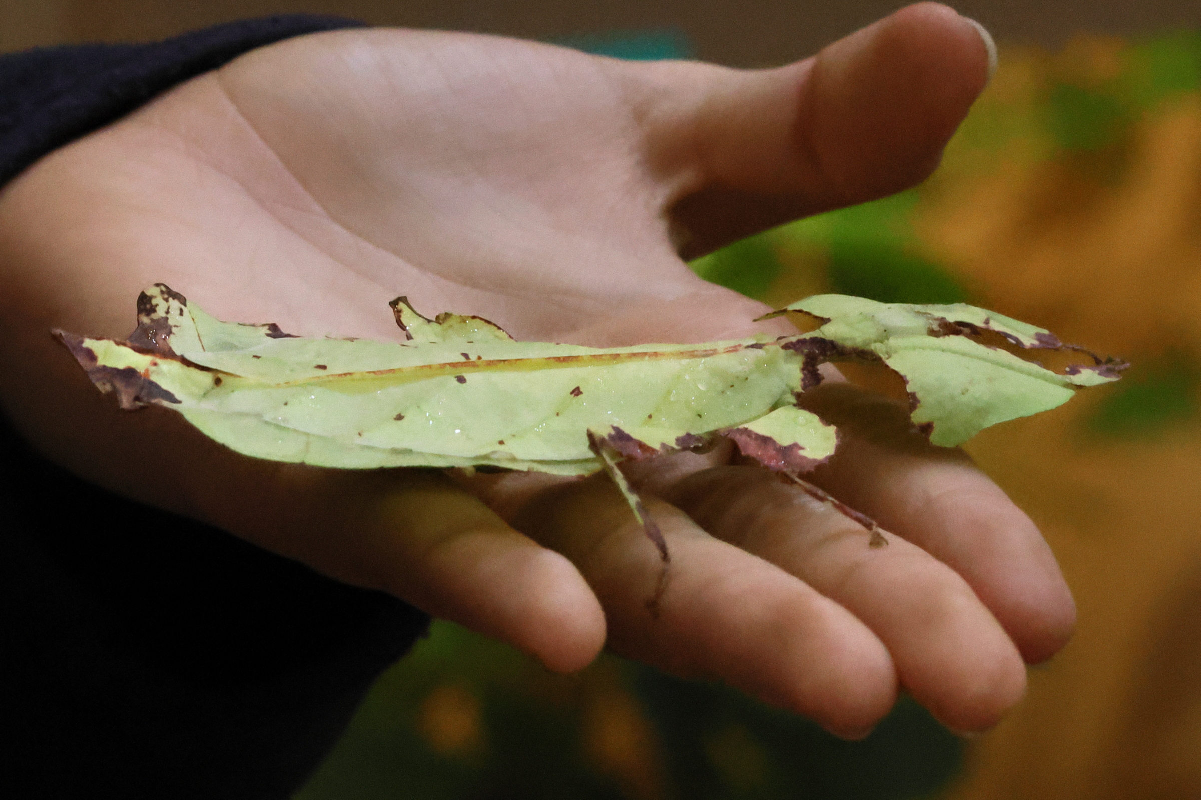 pulchrophyllium_giganteum3bd