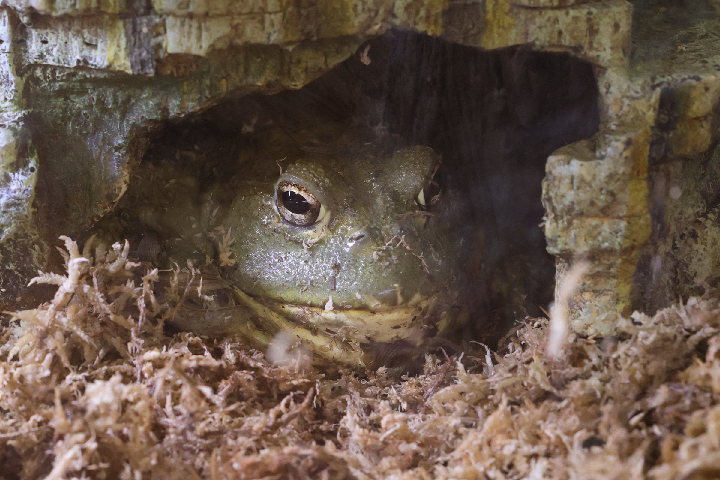 pyxicephalus_adspersus1md