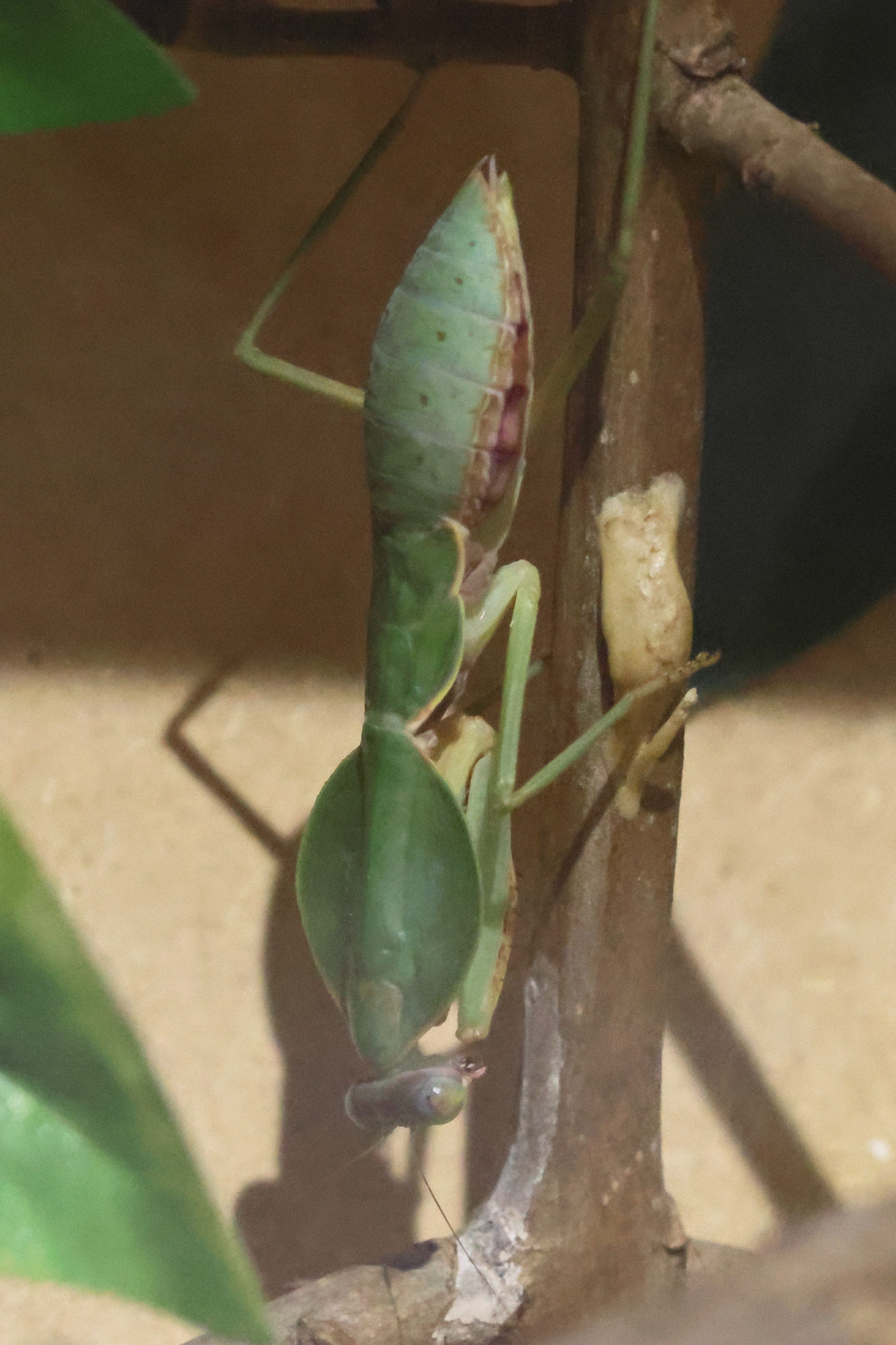 rhombodera_valida1bd