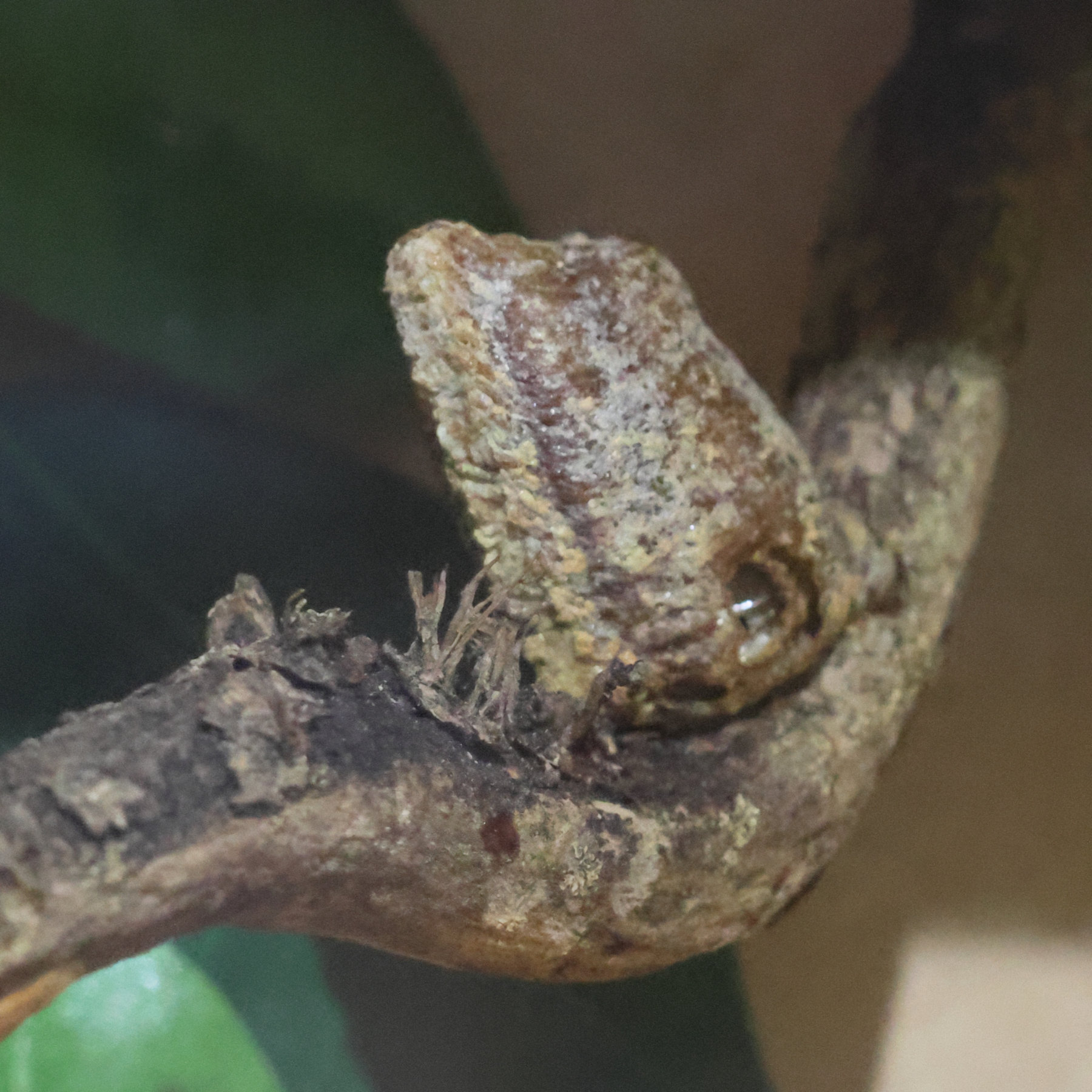 rhombodera_valida_ootheq1bd