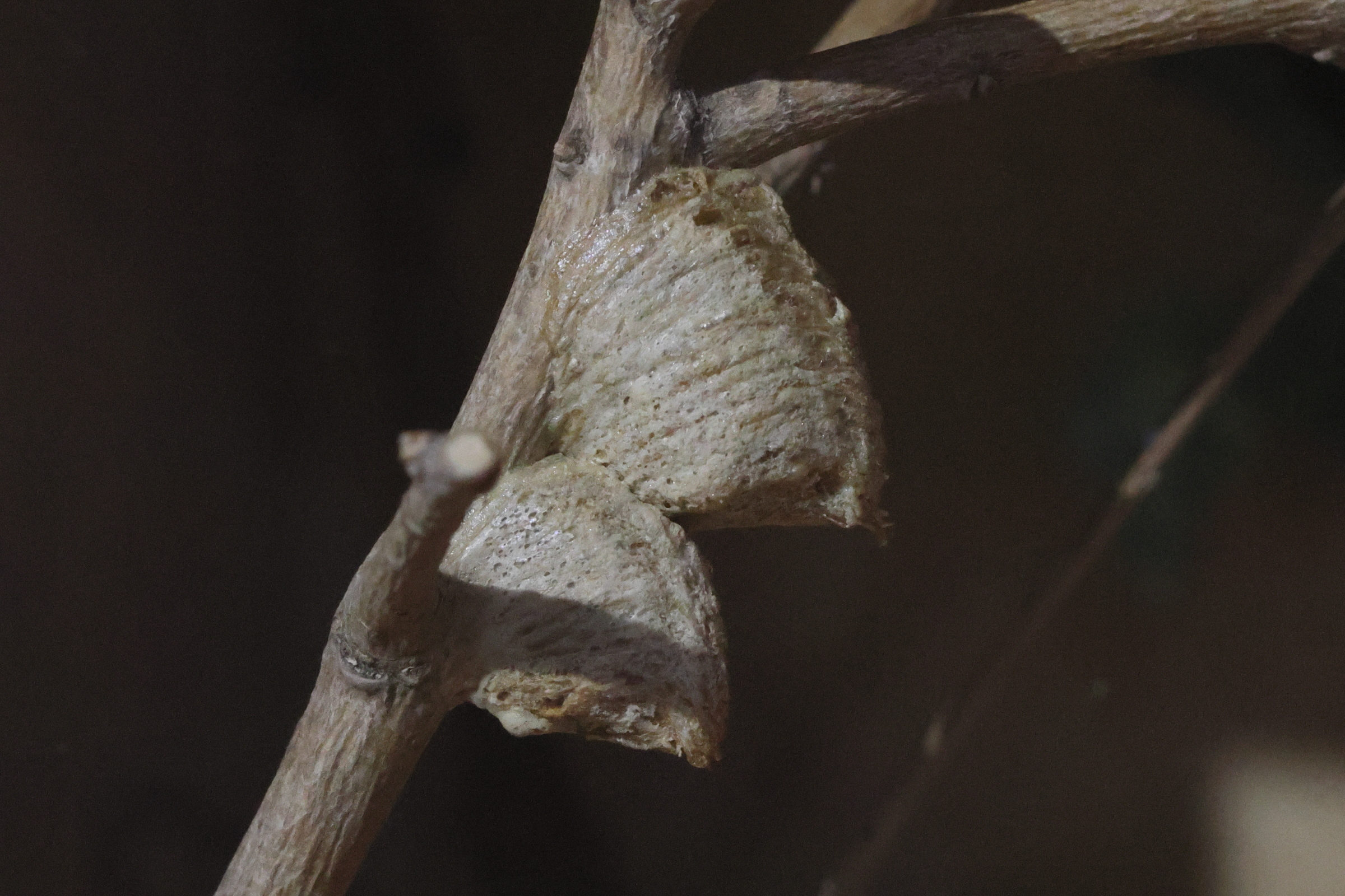 stagmatoptera_femoralis-ootheq1bd