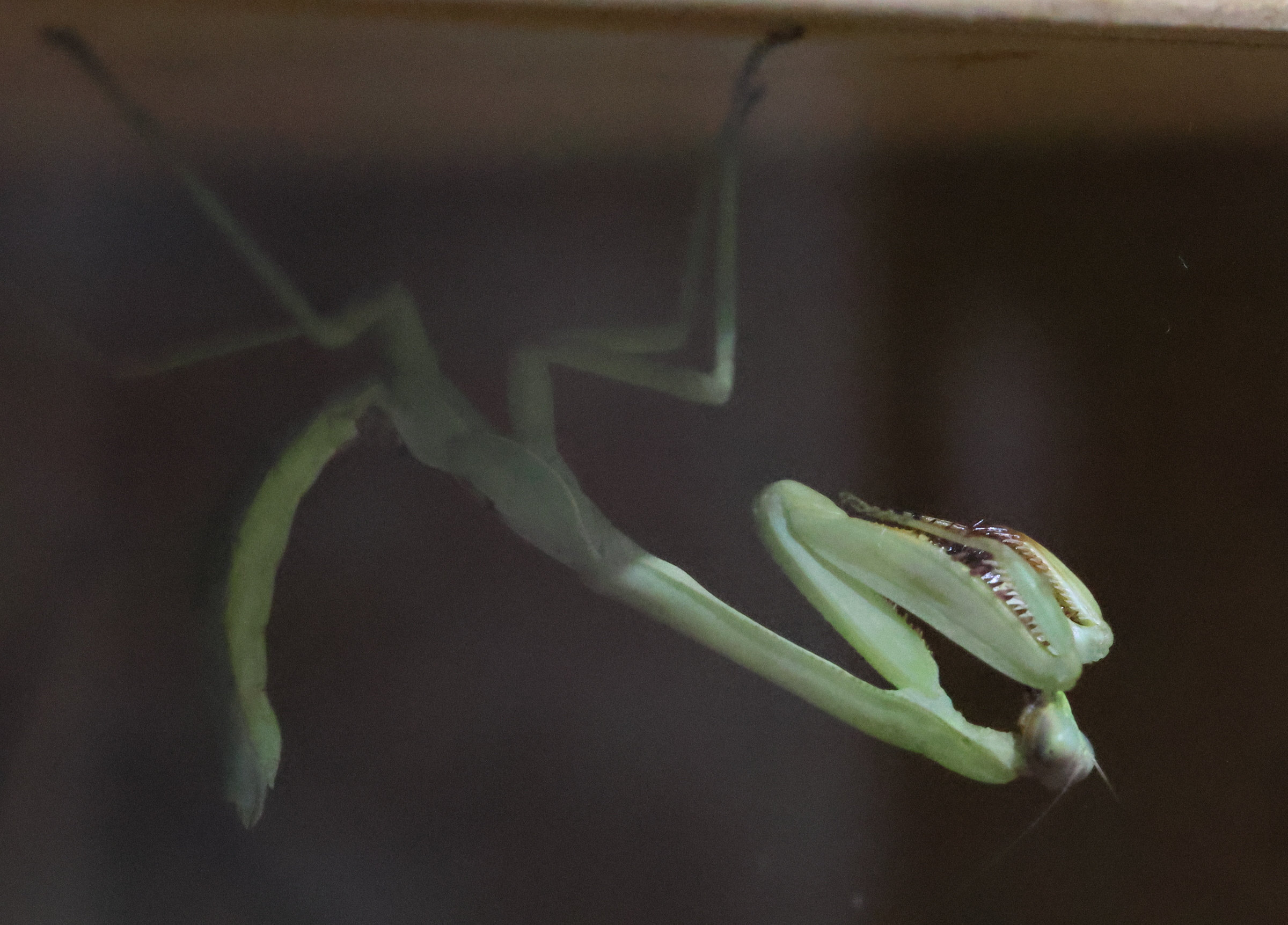 stagmatoptera_femoralis1bd