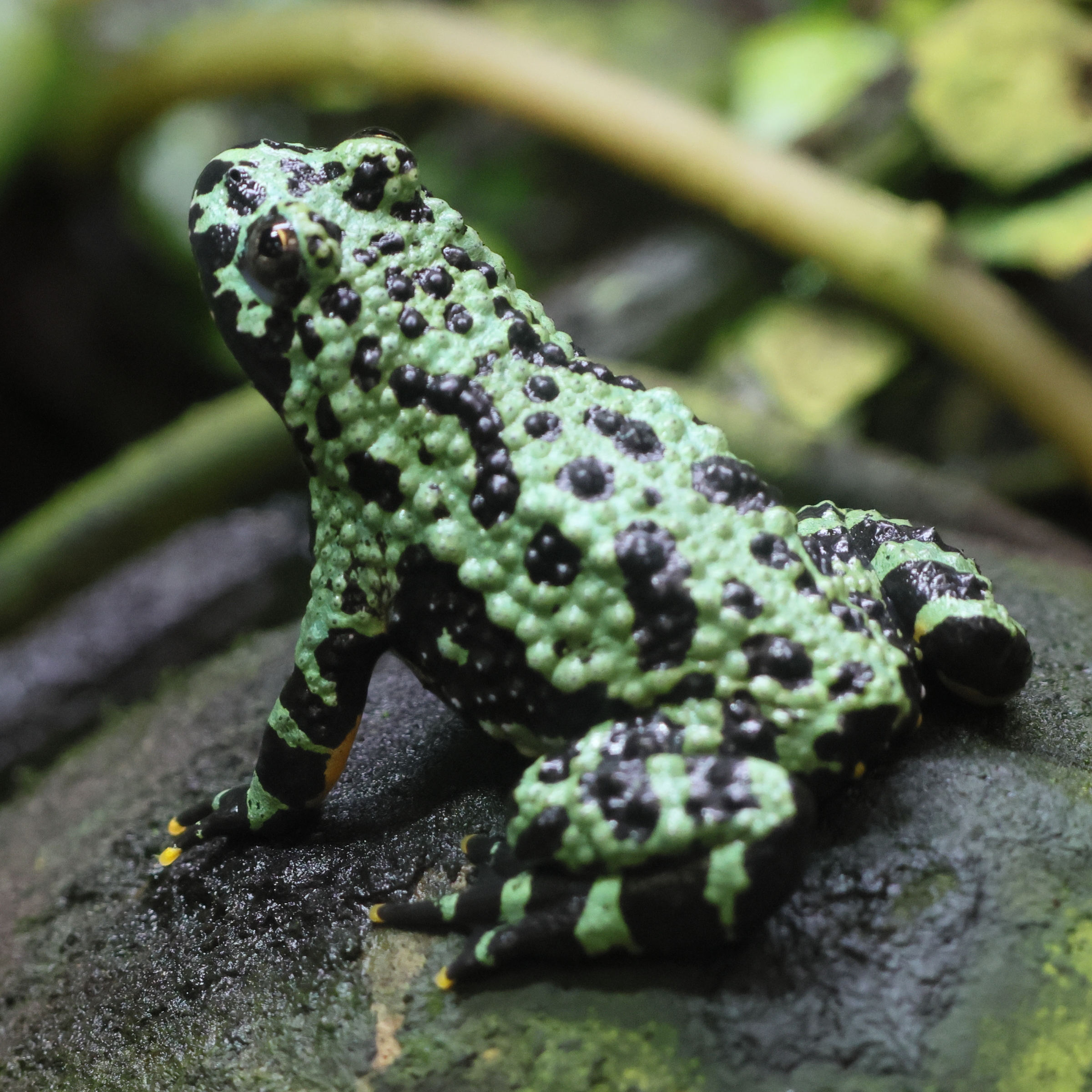 theloderma_corticale2bd