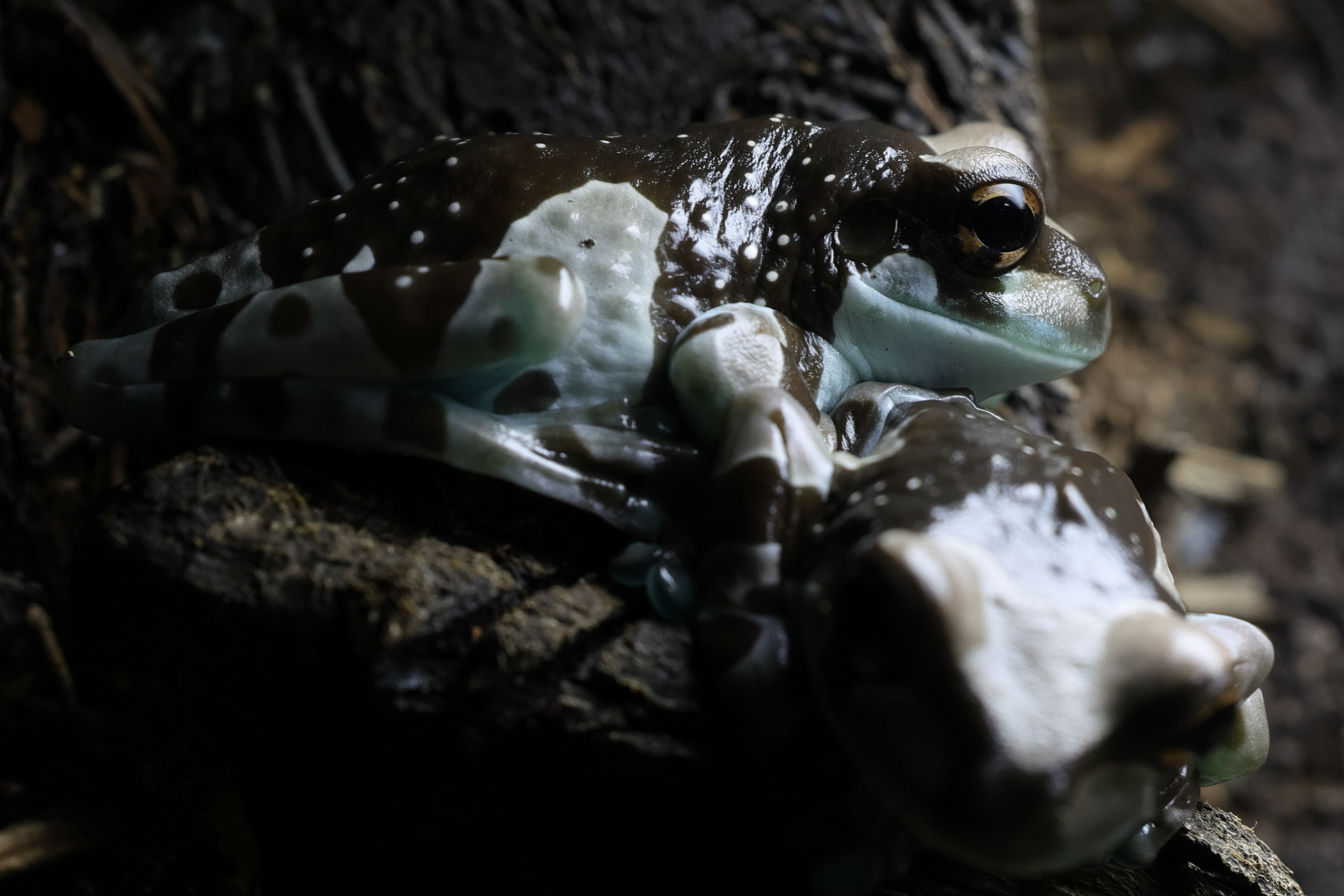 trachycephalus_resinifictrix6md