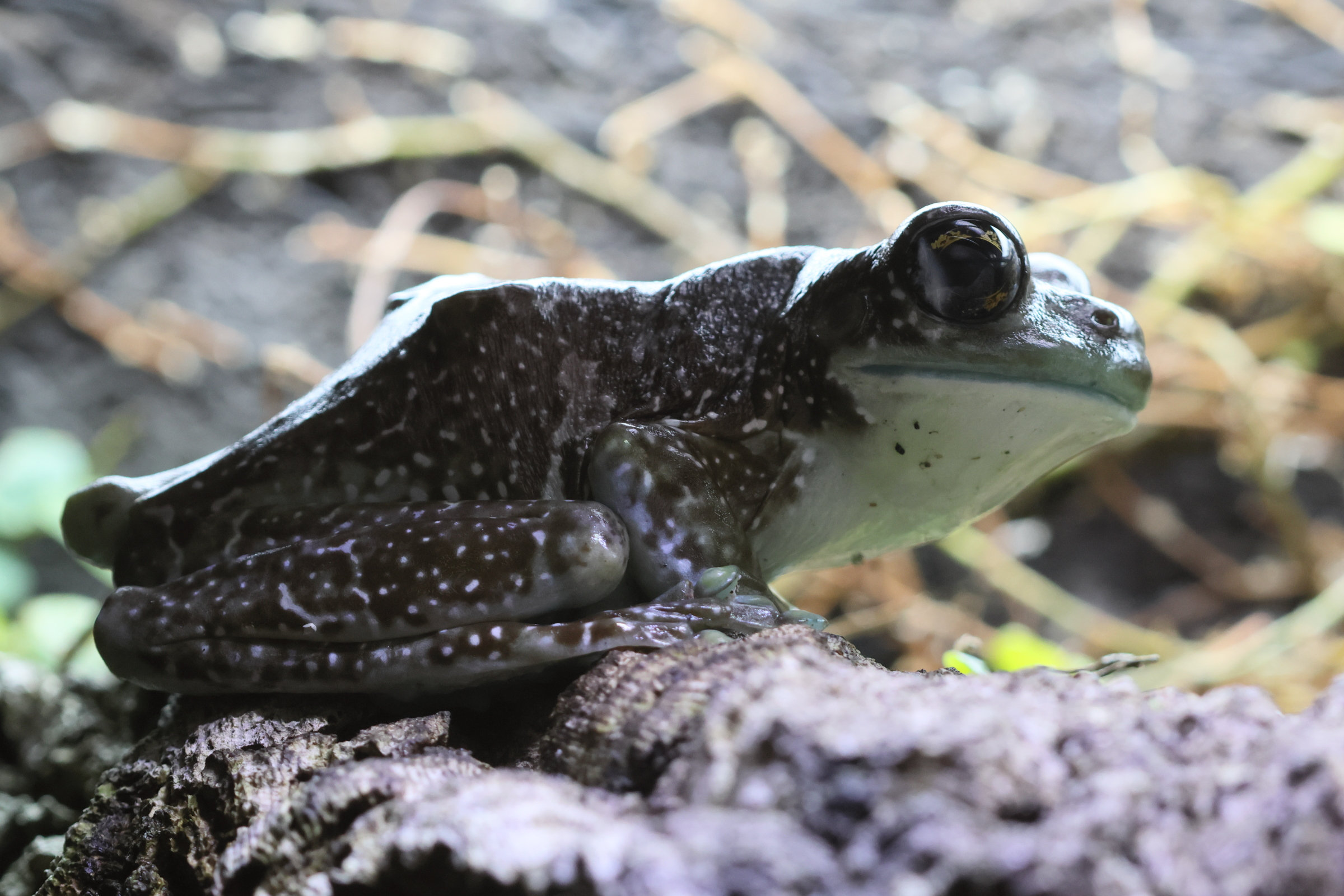 trachycephalus_resinifictrix7bd