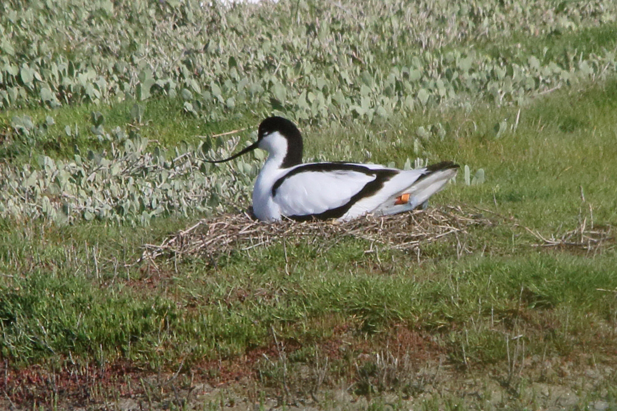 Afficher le média avocette_elegante_-_recurvirostra_avosetta12md avocette_elegante_-_recurvirostra_avosetta12md