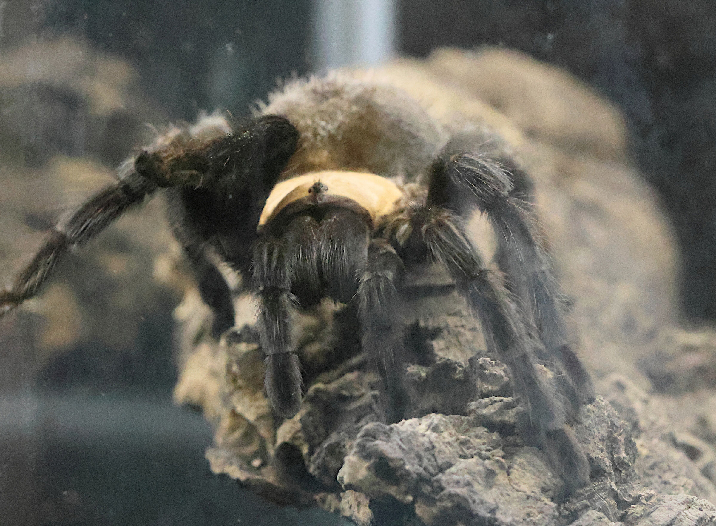 brachypelma_albiceps1bd