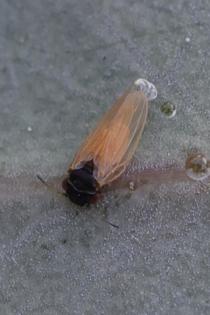 ctenarytaina_peregrina1md