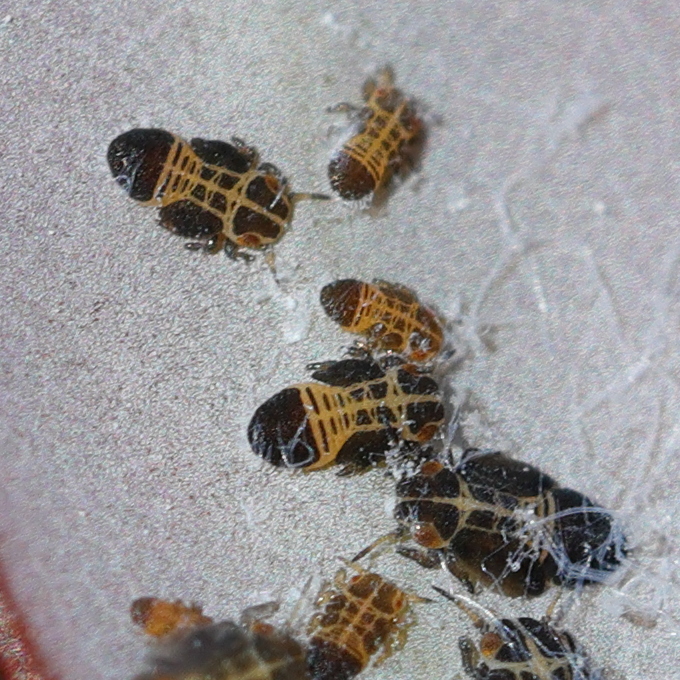 ctenarytaina_peregrina_juv1md