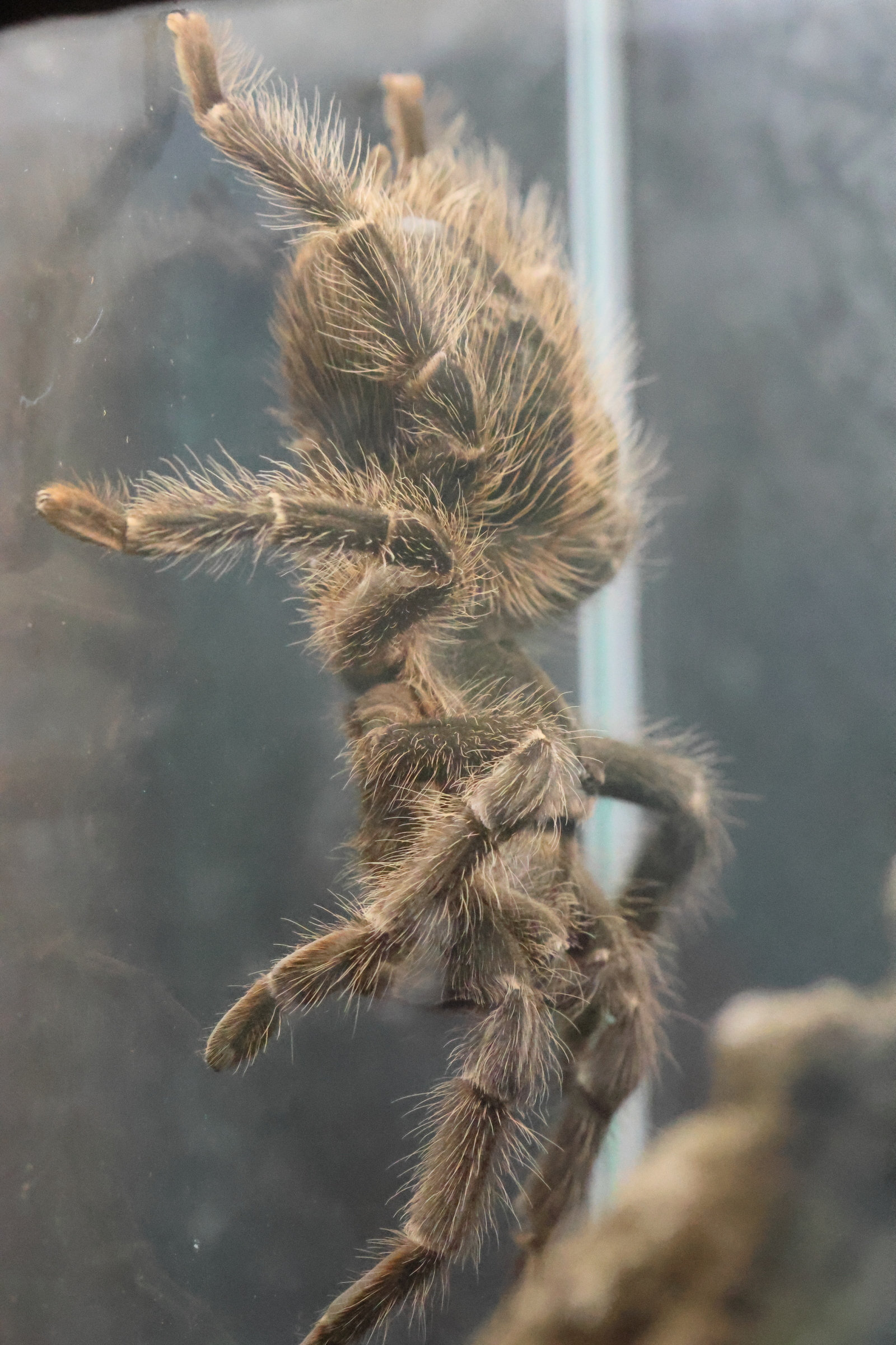 lasiodora_parahybana1bd