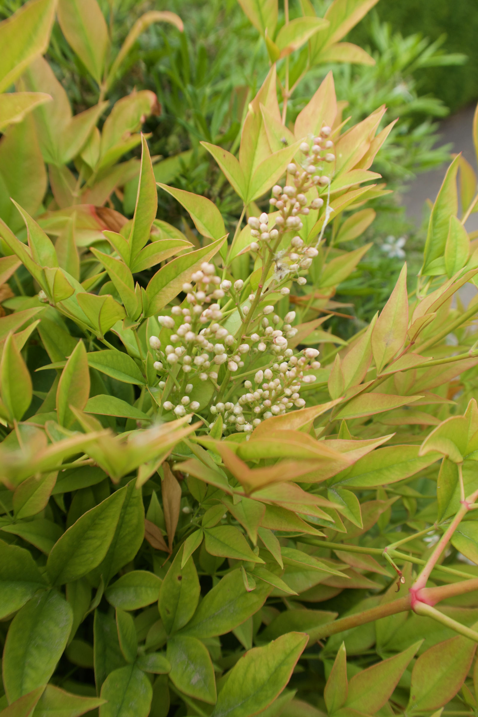 Afficher le média nandina_domestica6md nandina_domestica6md