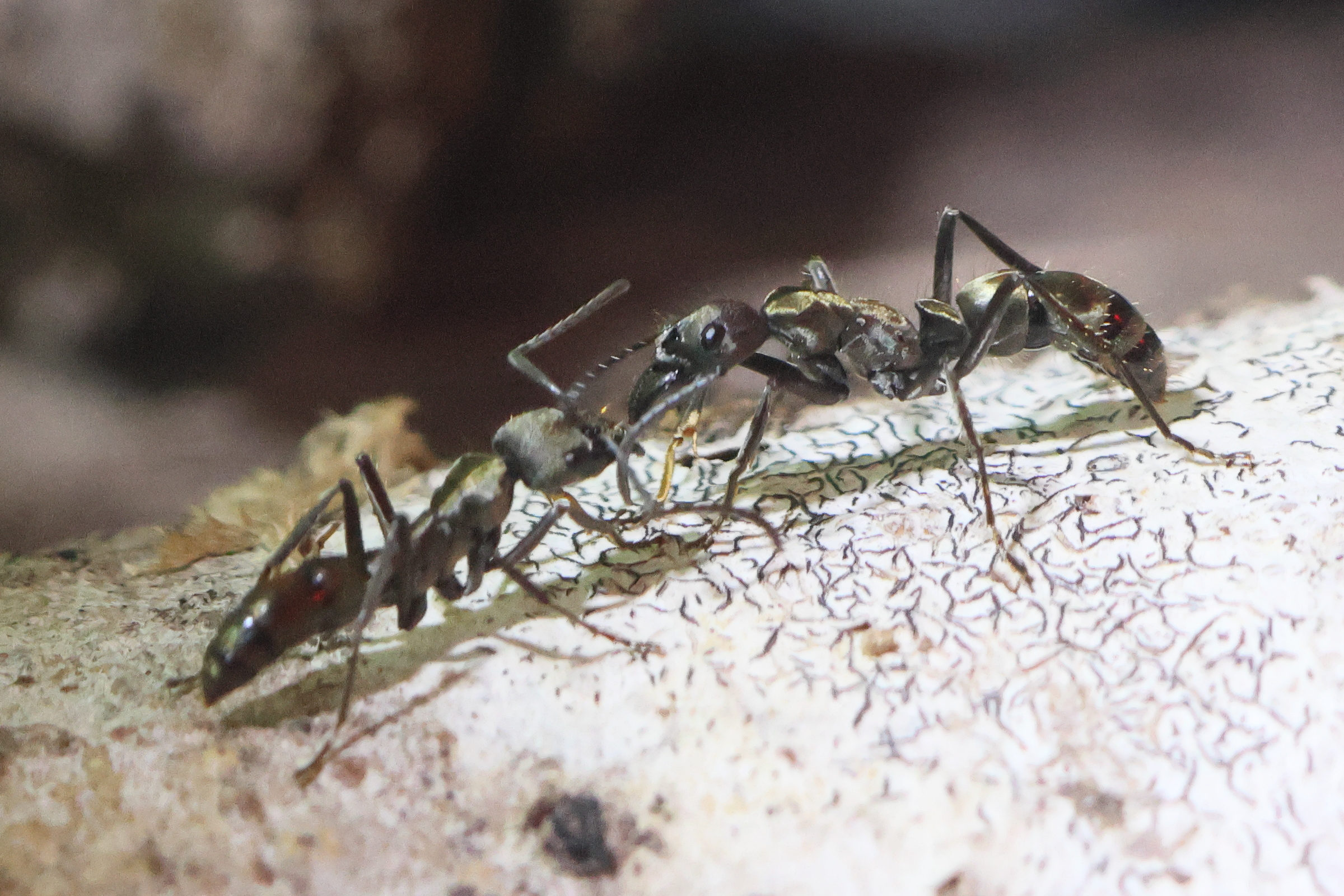 paraponera_clavata1bd