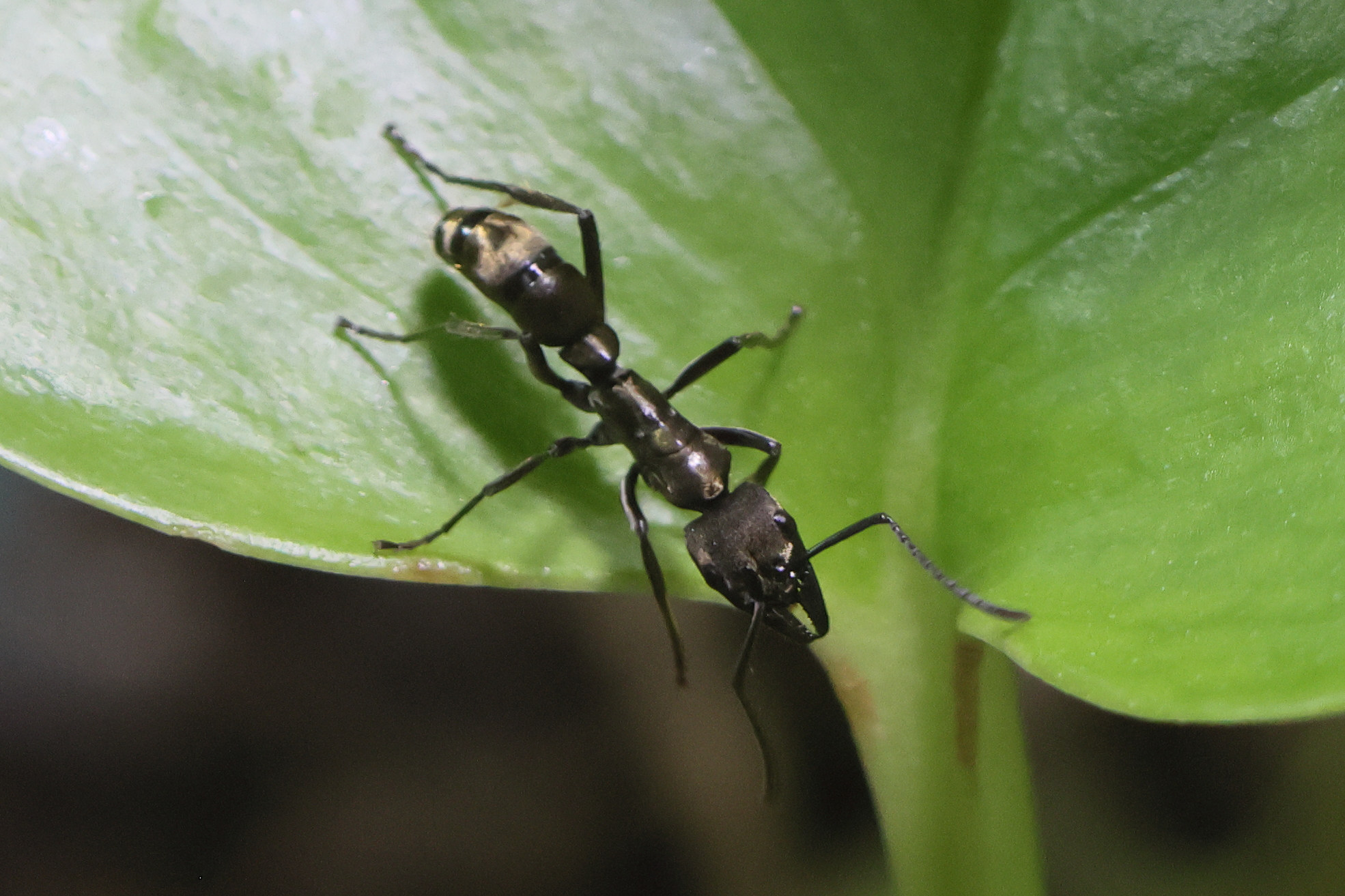 paraponera_clavata2bd