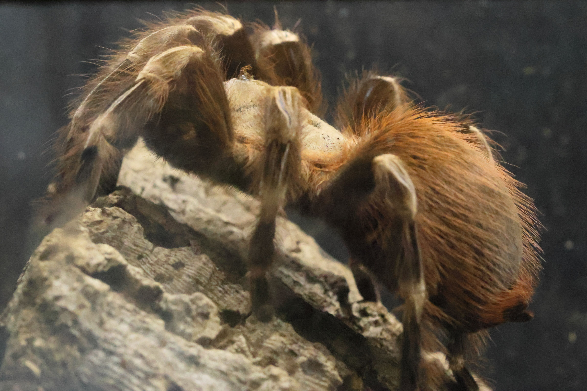 vitalius_chromatus1bd