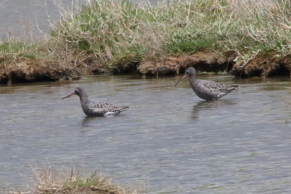 chevalier_arlequin_-_tringa_erythropus5md