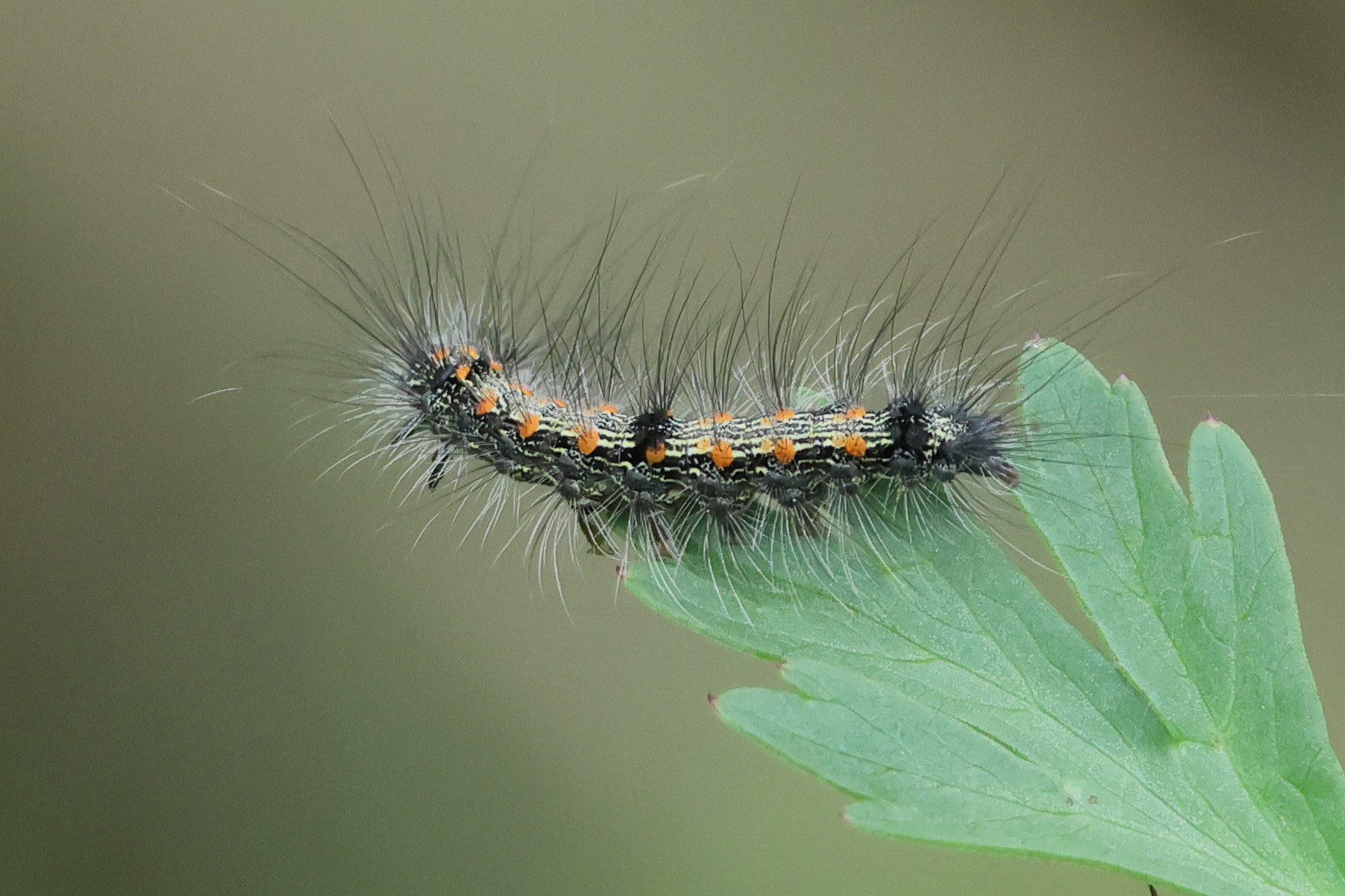 Afficher le média lithosia_quadra_ch4bd lithosia_quadra_ch4bd