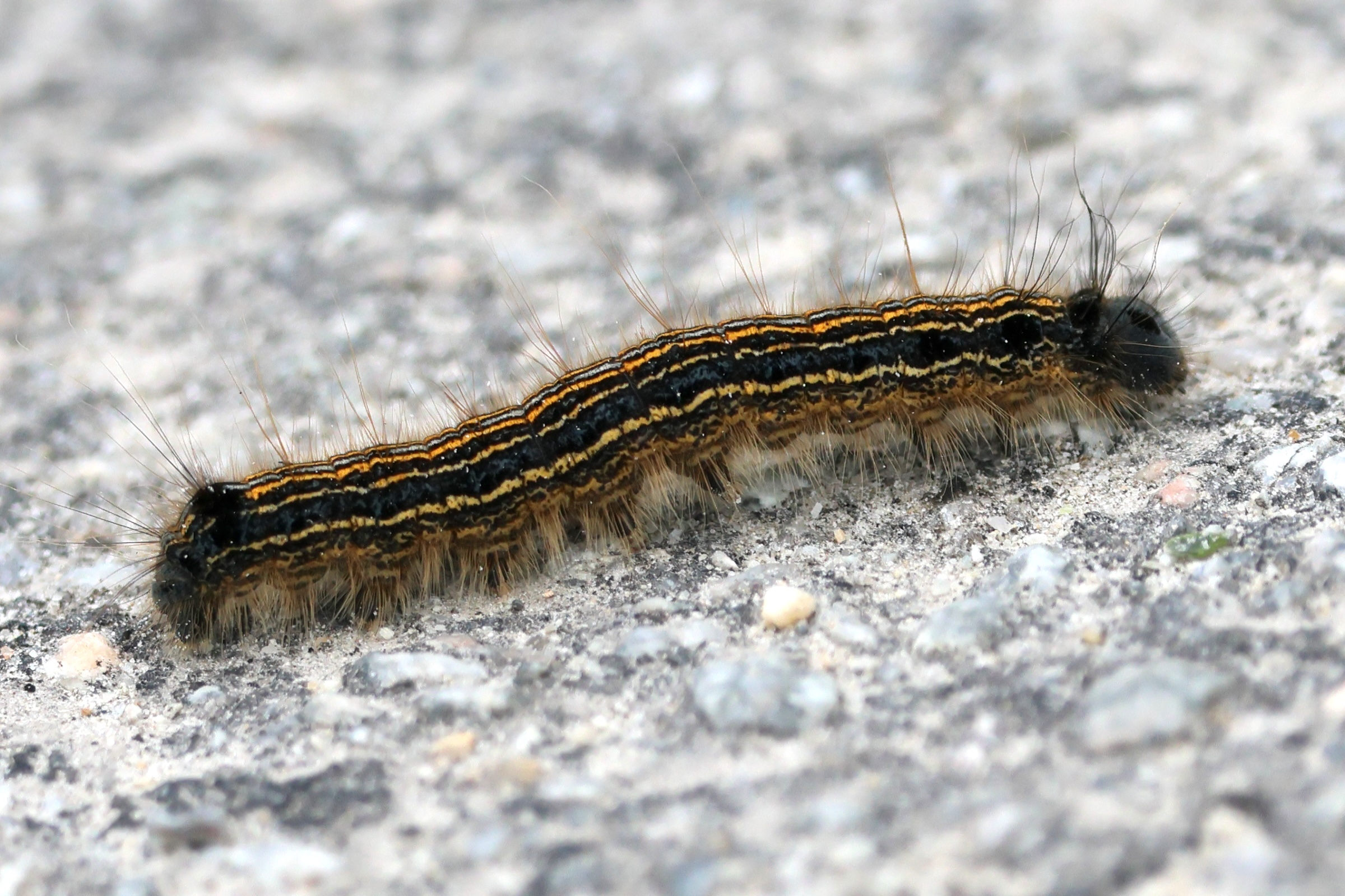 Afficher le média malacosoma_neustria_ch5bd malacosoma_neustria_ch5bd