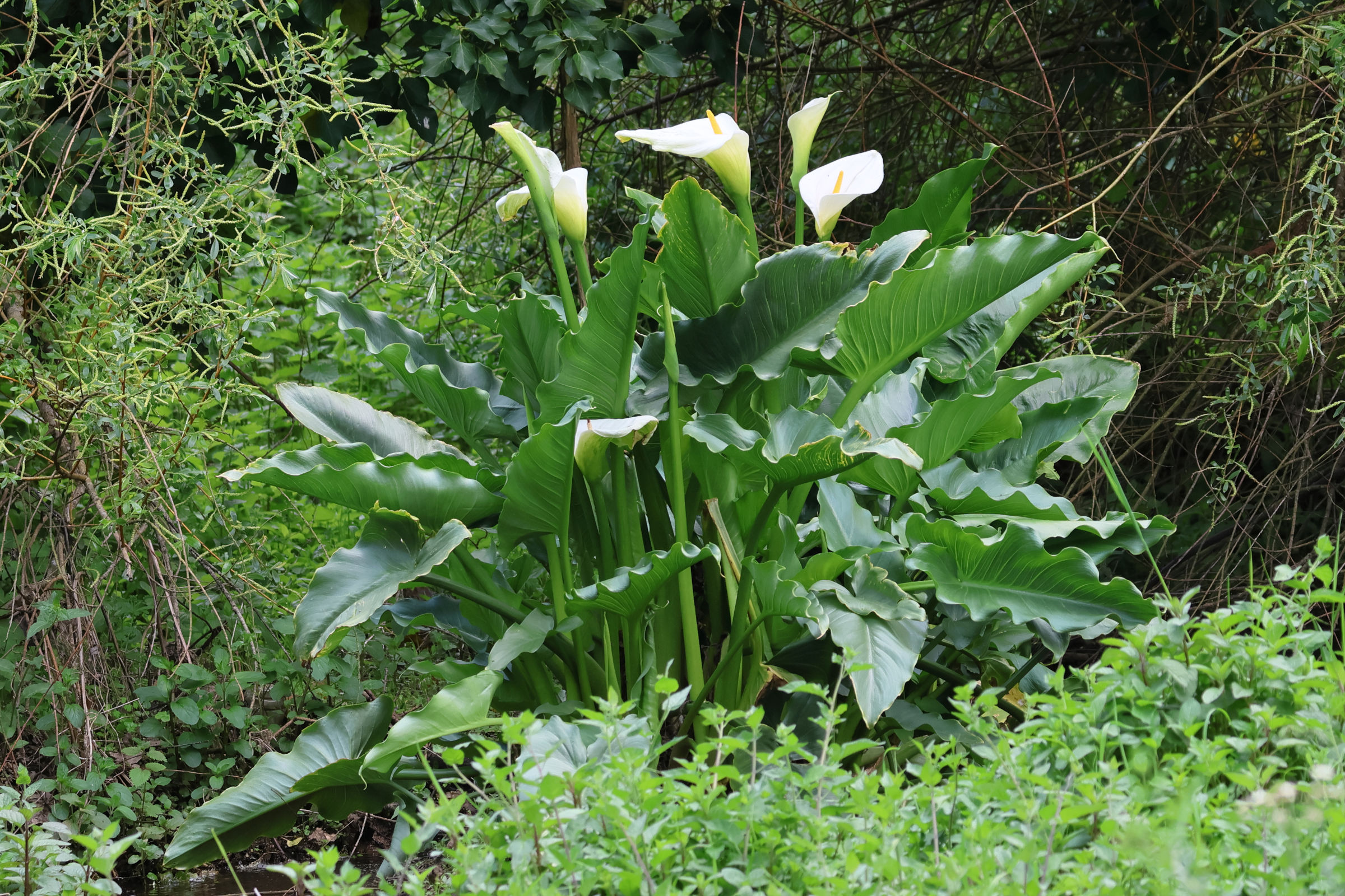 zantedeschia_aethiopica3bd