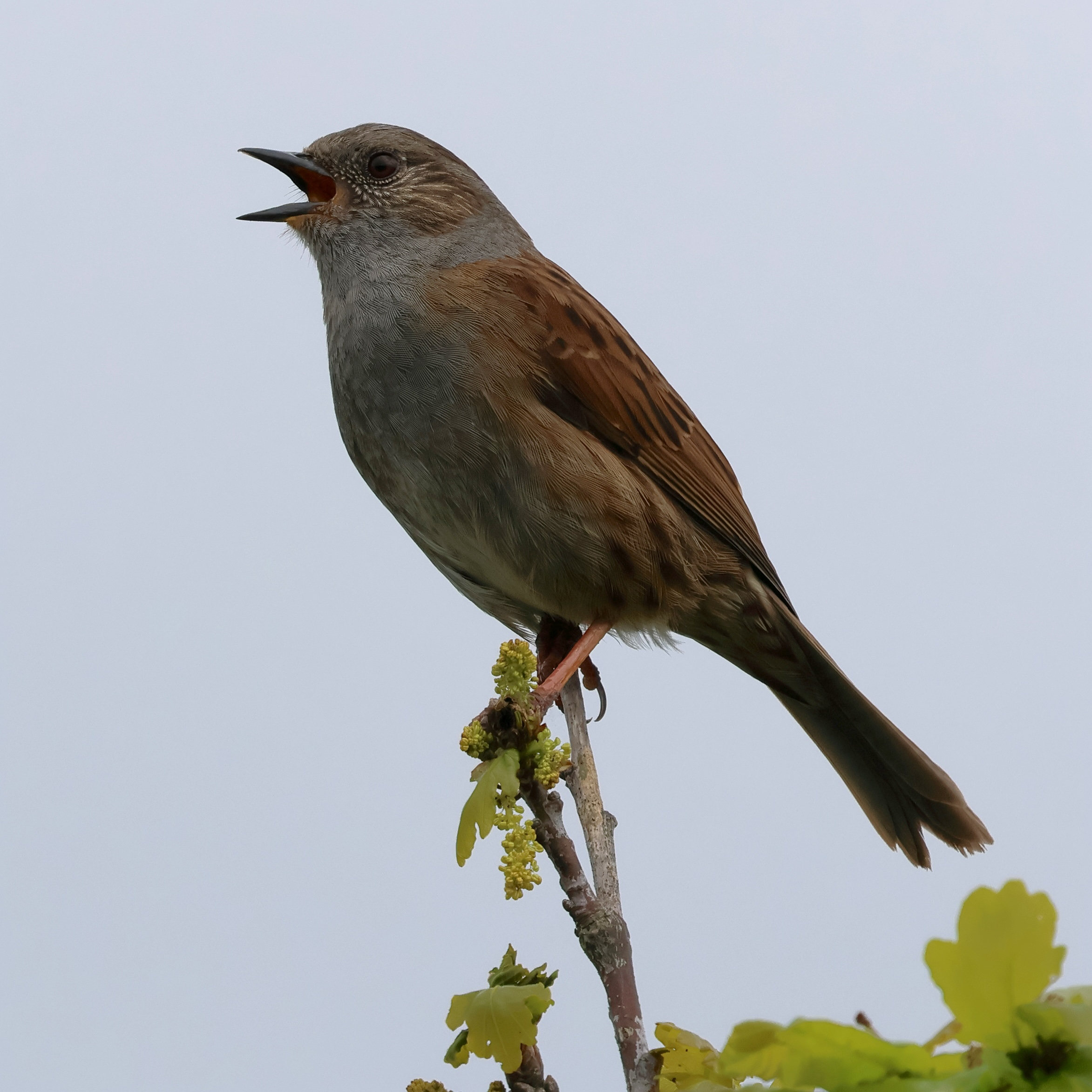 accenteur_mouchet_-_prunella_modularis5bd