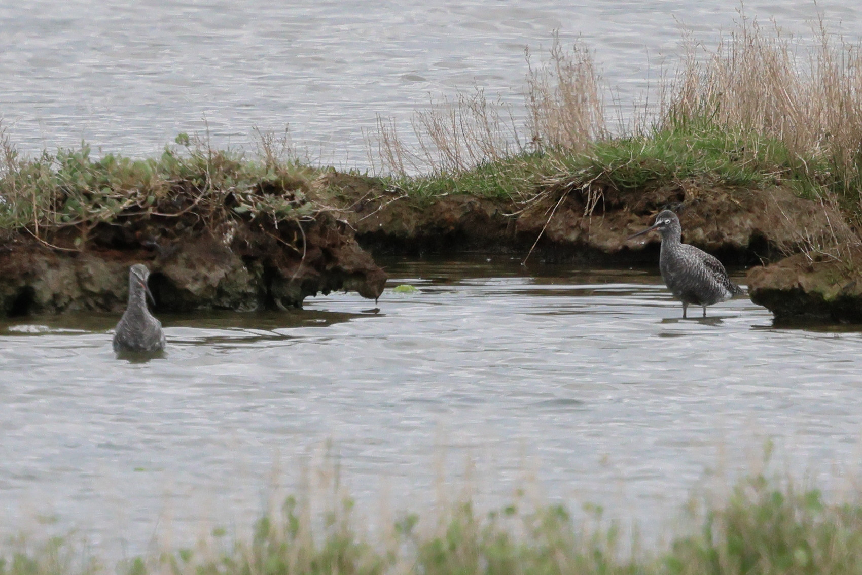 chevalier_arlequin_-_tringa_erythropus6bd