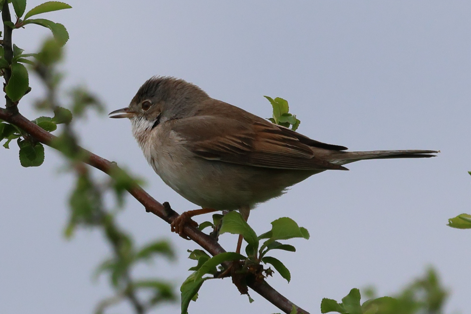 fauvette_grisette_-_curruca_communis2bd