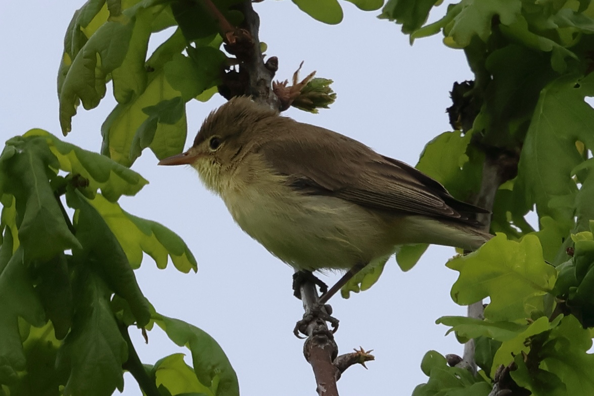 Afficher le média hypolais_polyglotte_-_hippolais_polyglotta1bd hypolais_polyglotte_-_hippolais_polyglotta1bd