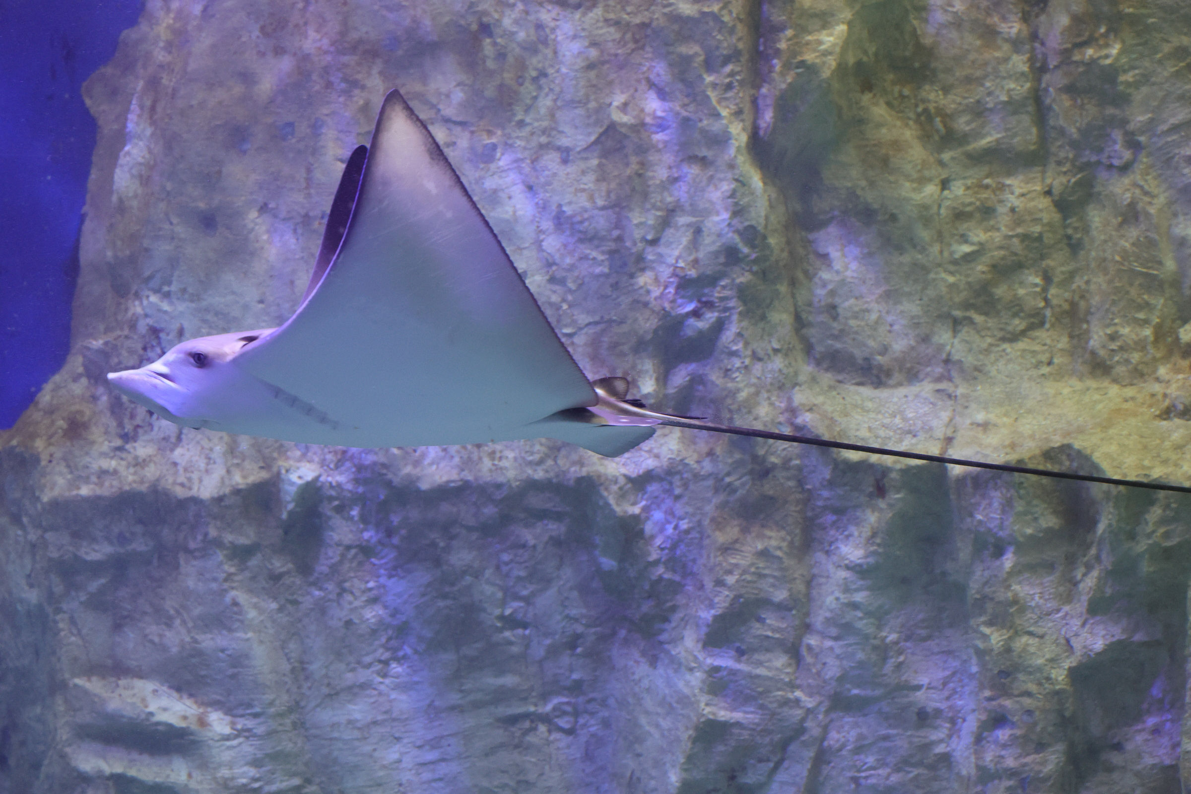 Afficher le média aetobatus_ocellatus2md aetobatus_ocellatus2md