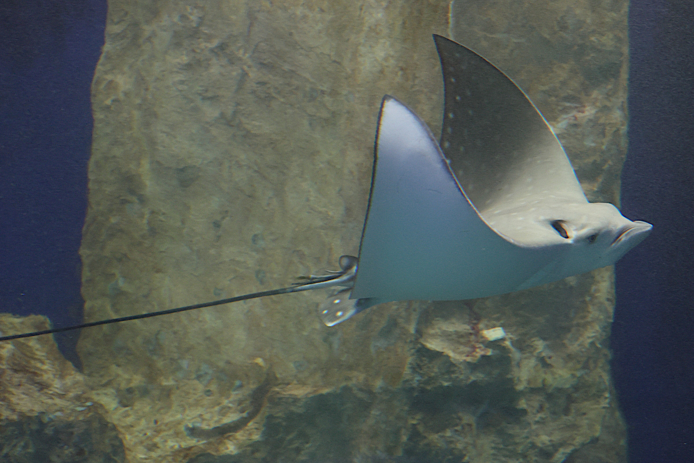 Afficher le média aetobatus_ocellatus5md aetobatus_ocellatus5md