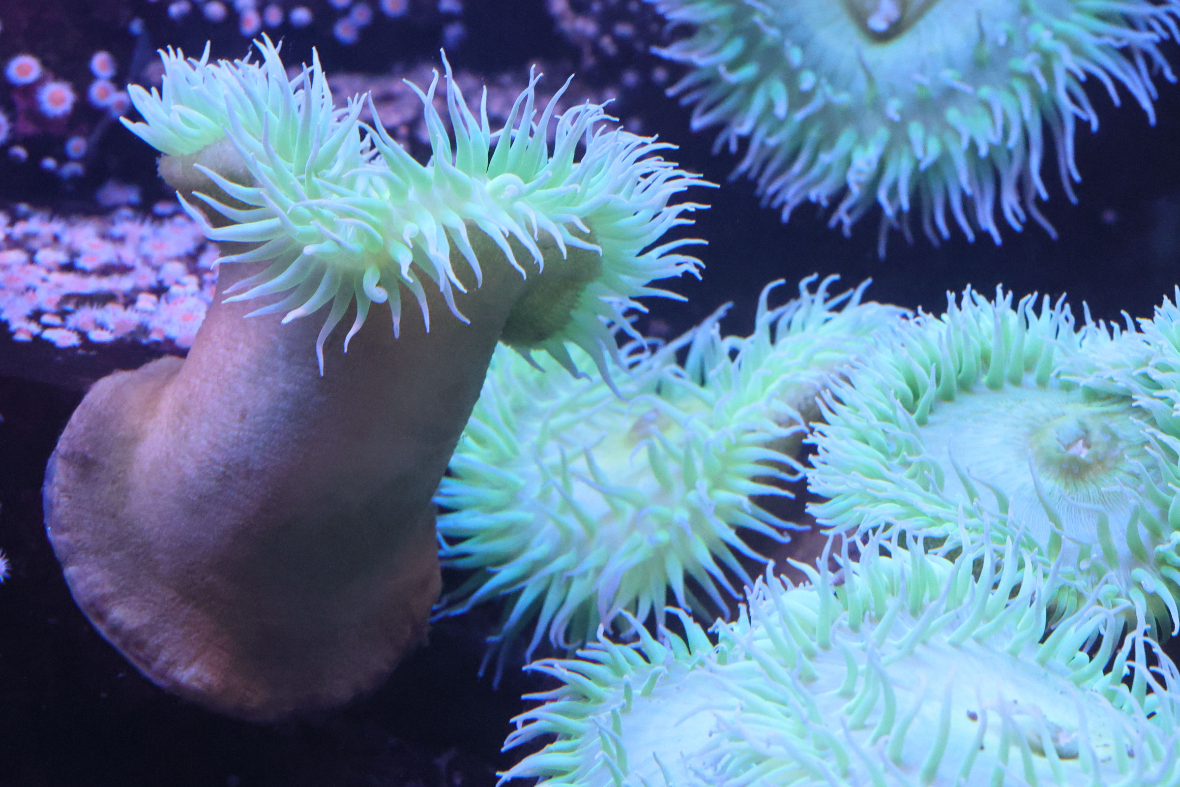 anthopleura_xanthogrammica2md