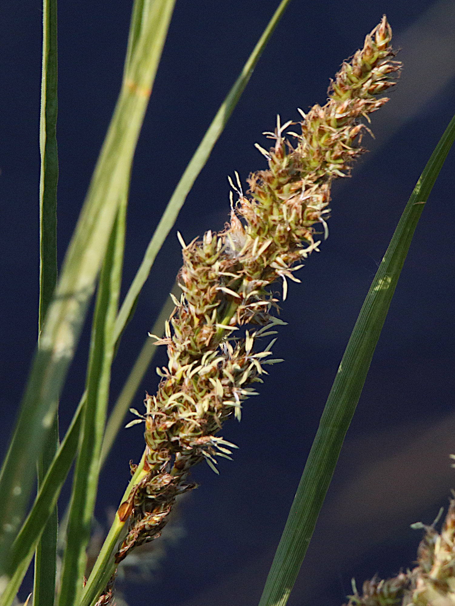 carex_paniculata8md