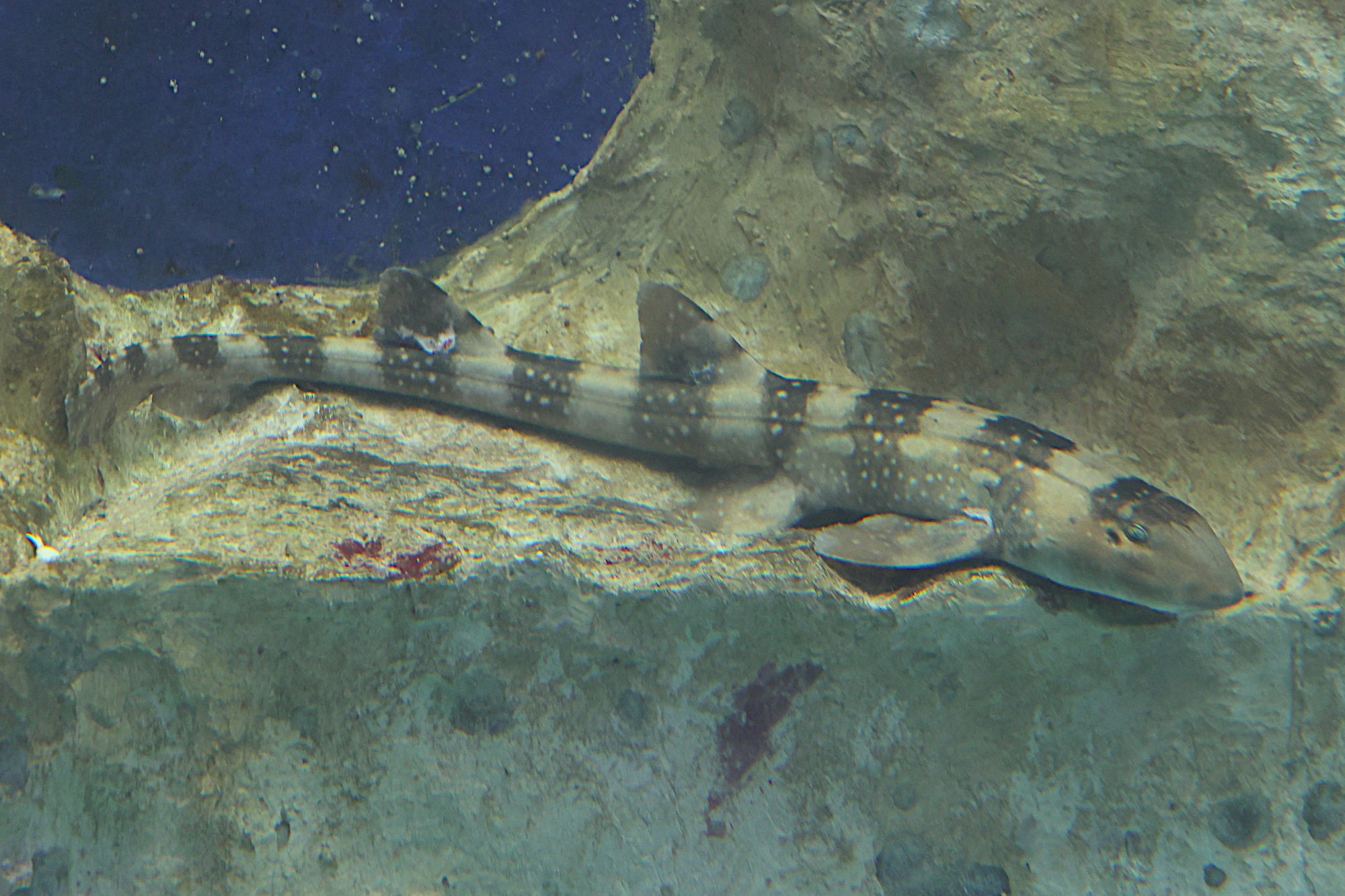 chiloscyllium_plagiosum3md